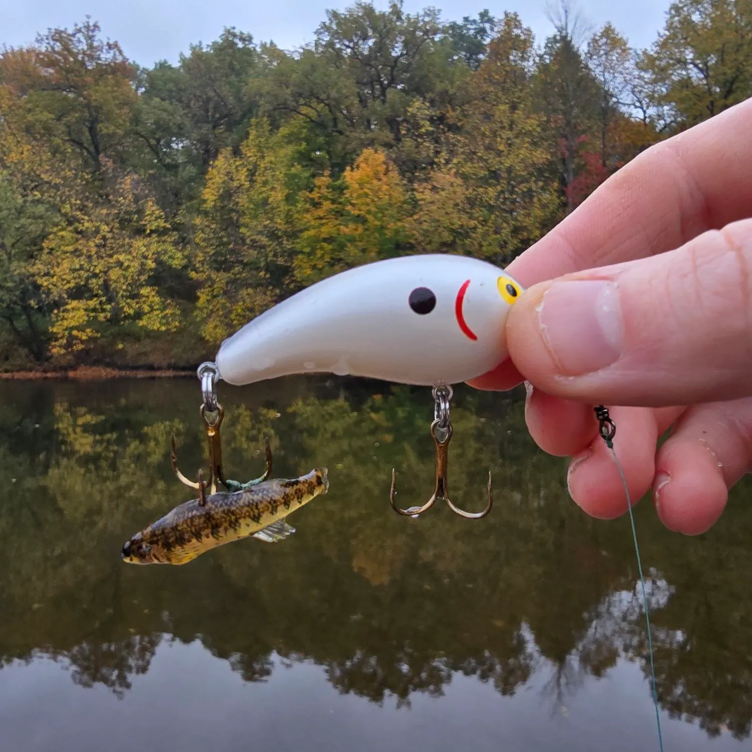 The most recent Central mudminnow catches on Fishbrain