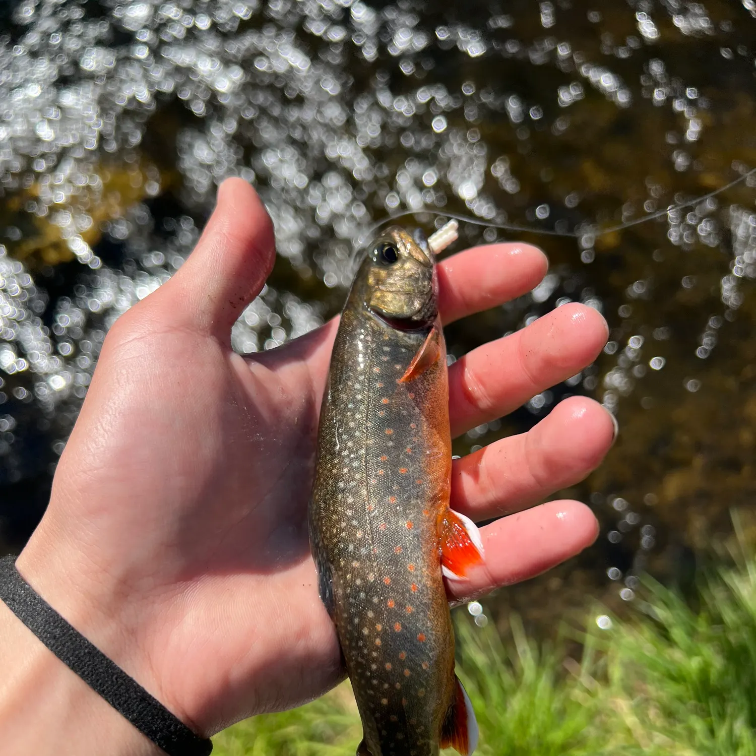 The most recent Dolly varden catches on Fishbrain