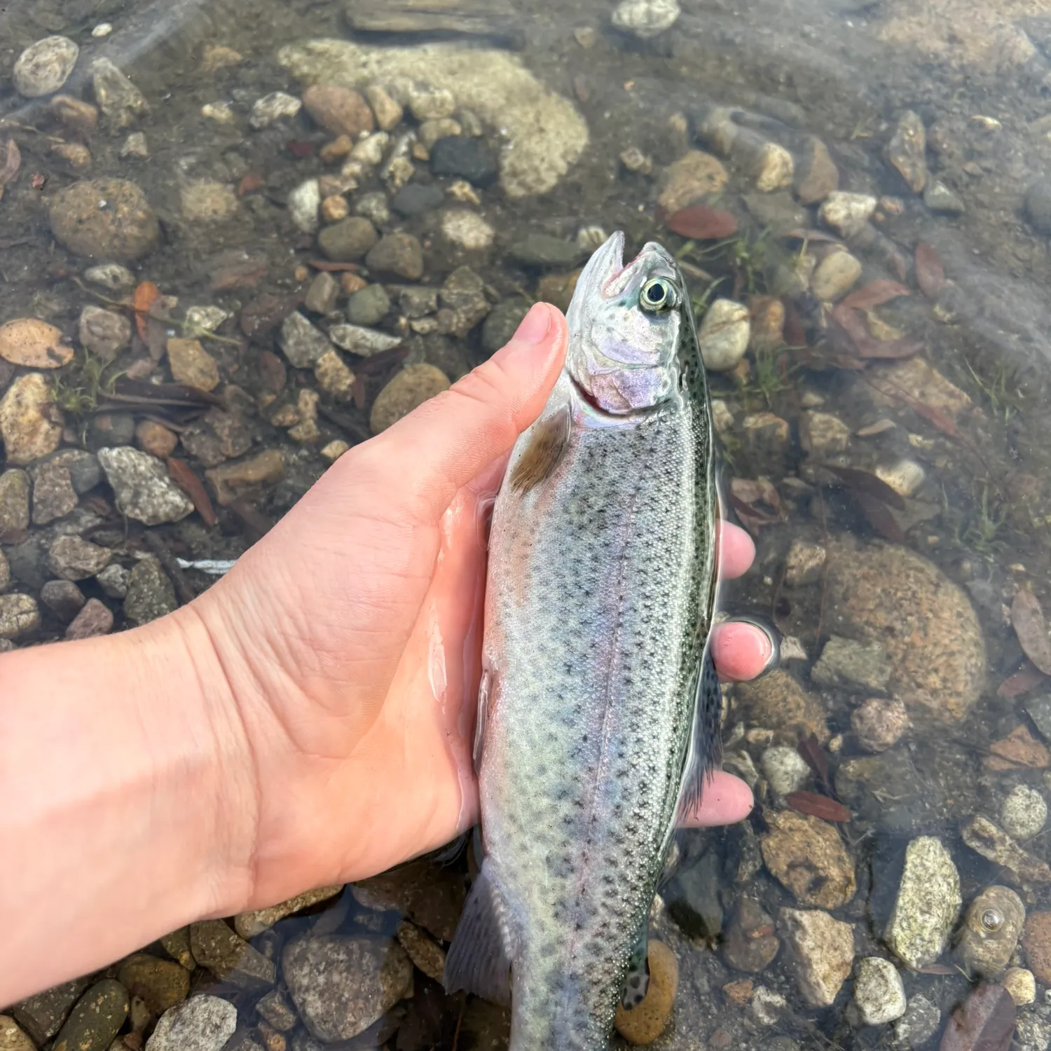 Rainbow trout caught on Fishbrain