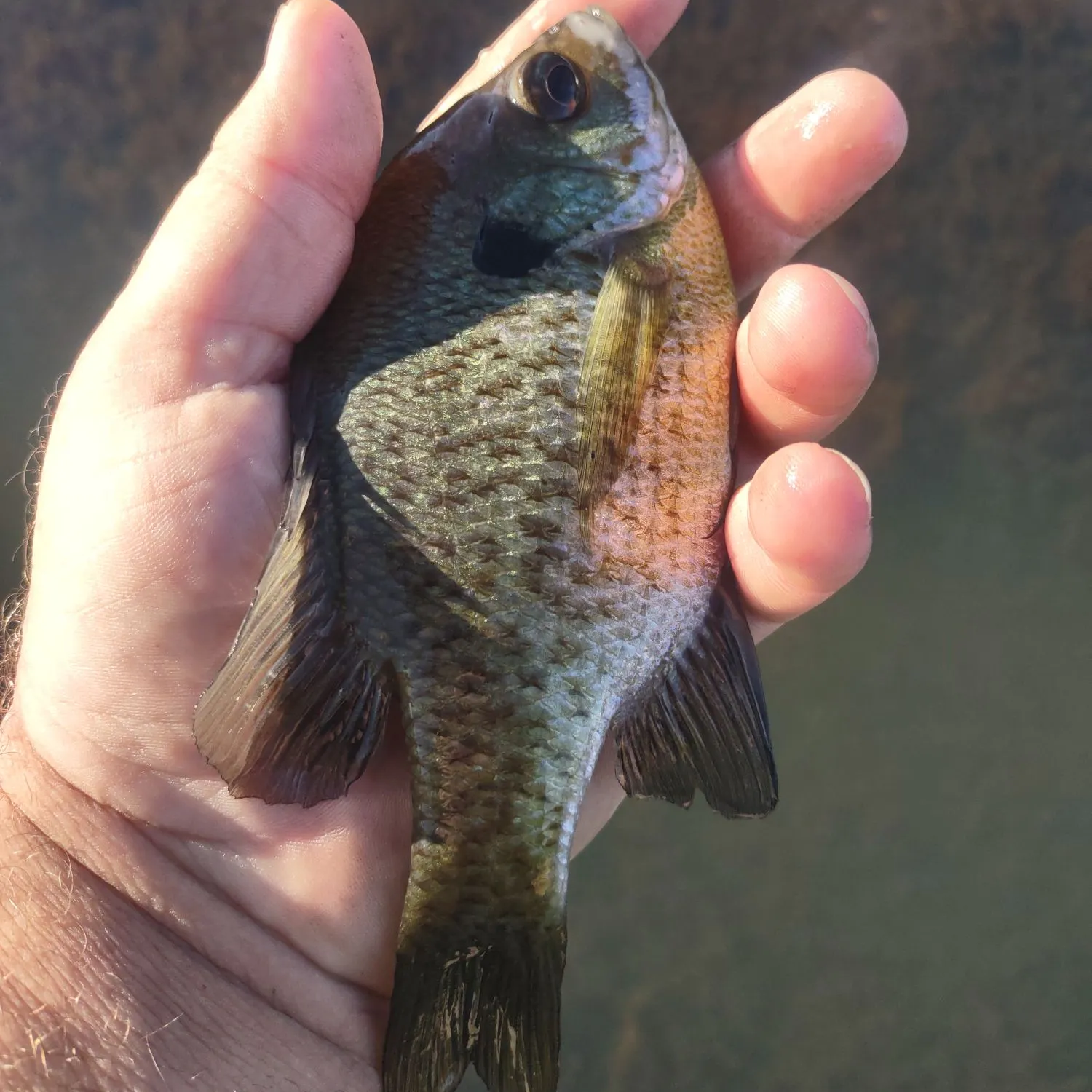 Bluegill caught on Fishbrain