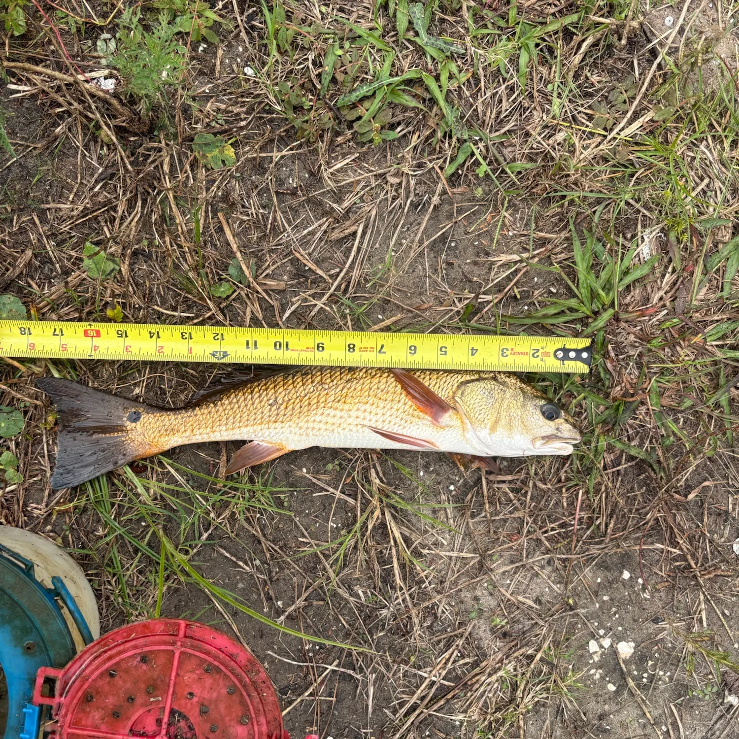 Red drum caught on Fishbrain