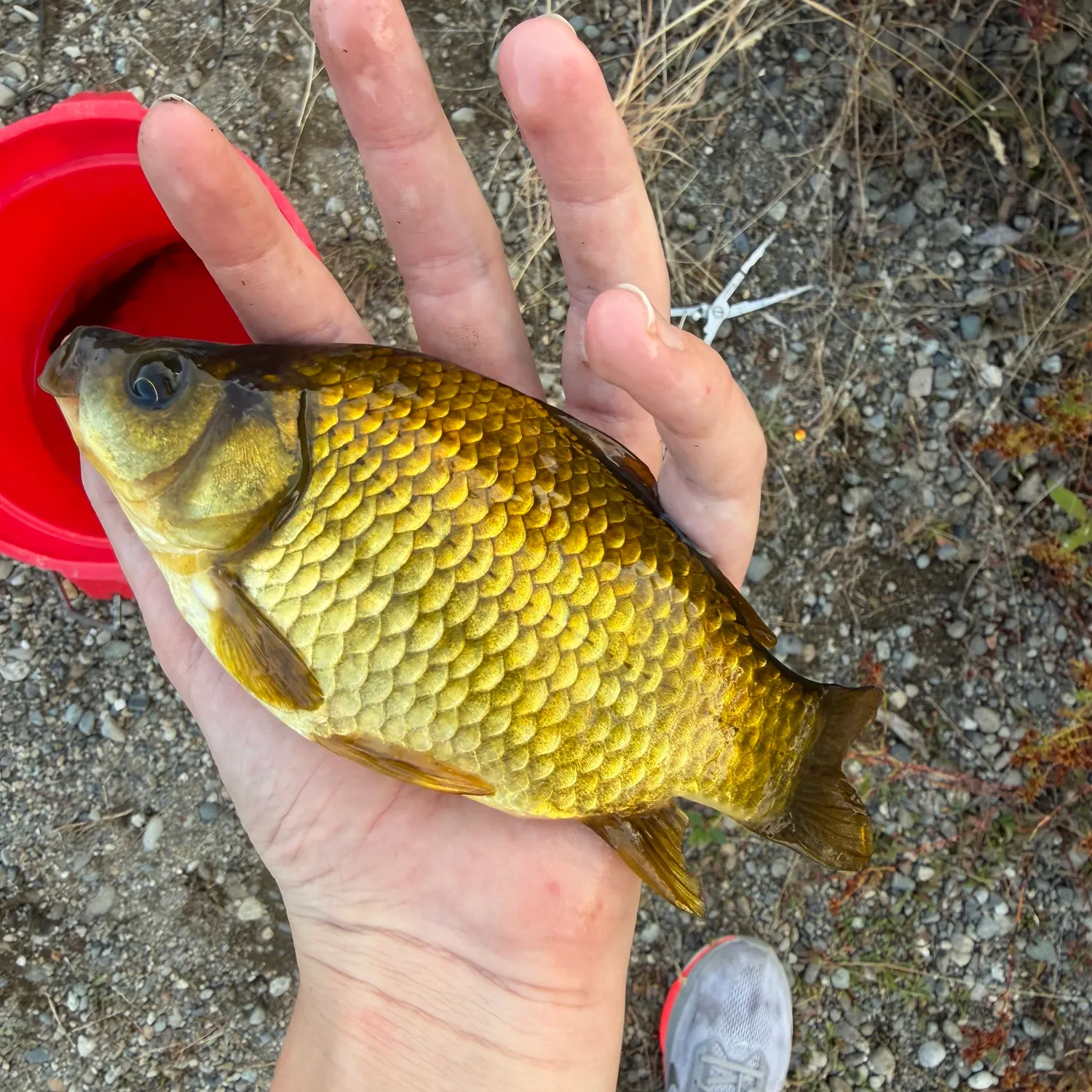 Koi carp caught on Fishbrain