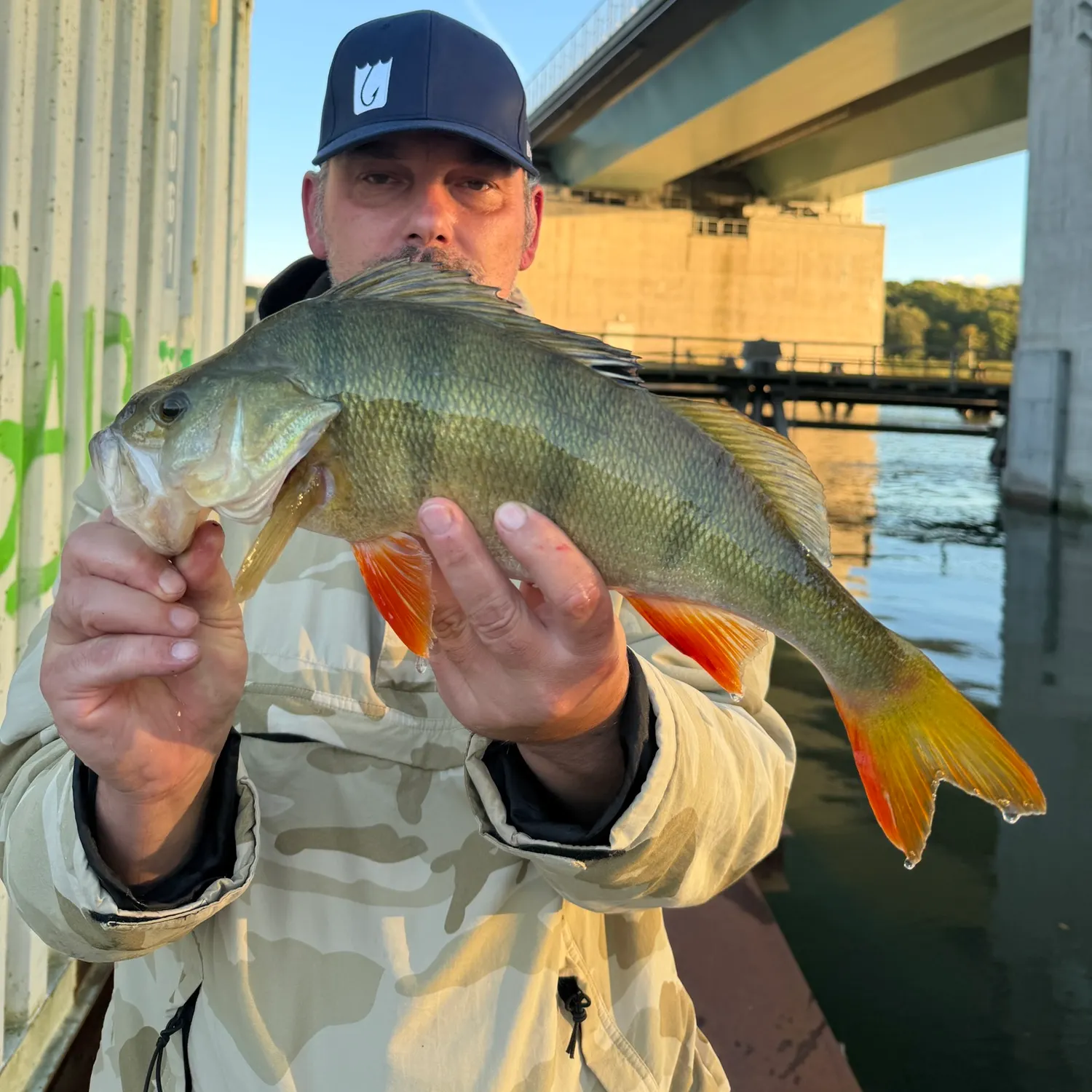 European perch caught on Fishbrain