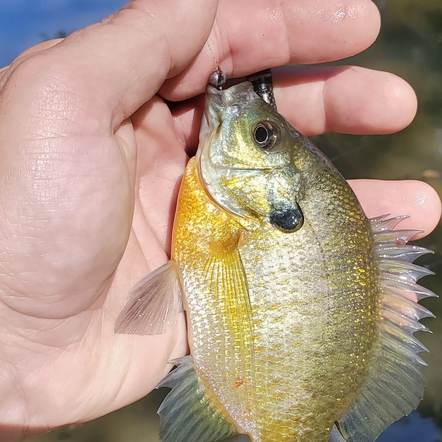 Bluegill caught on Fishbrain