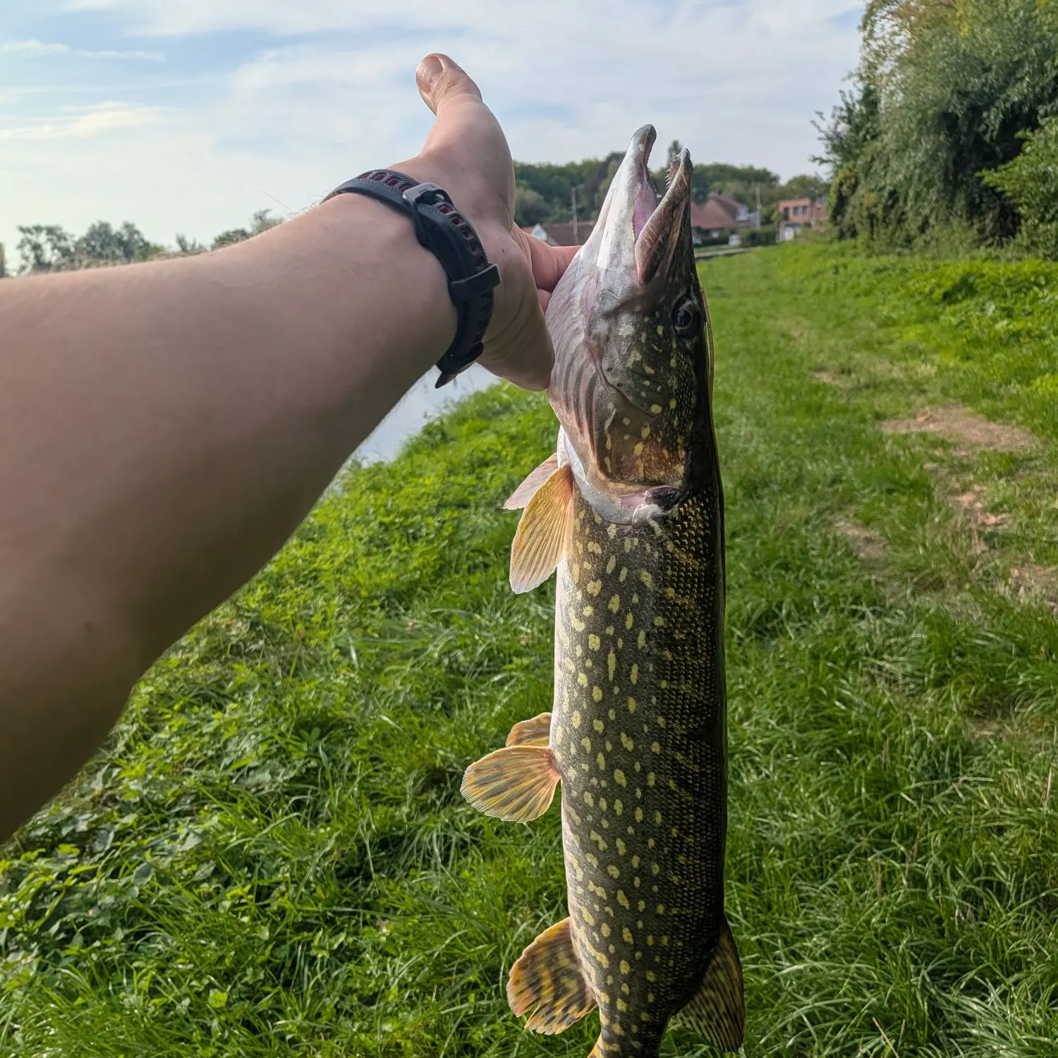 Northern pike caught on Fishbrain