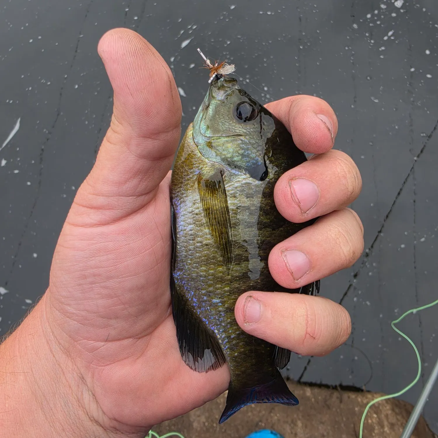 Bluegill caught on Fishbrain