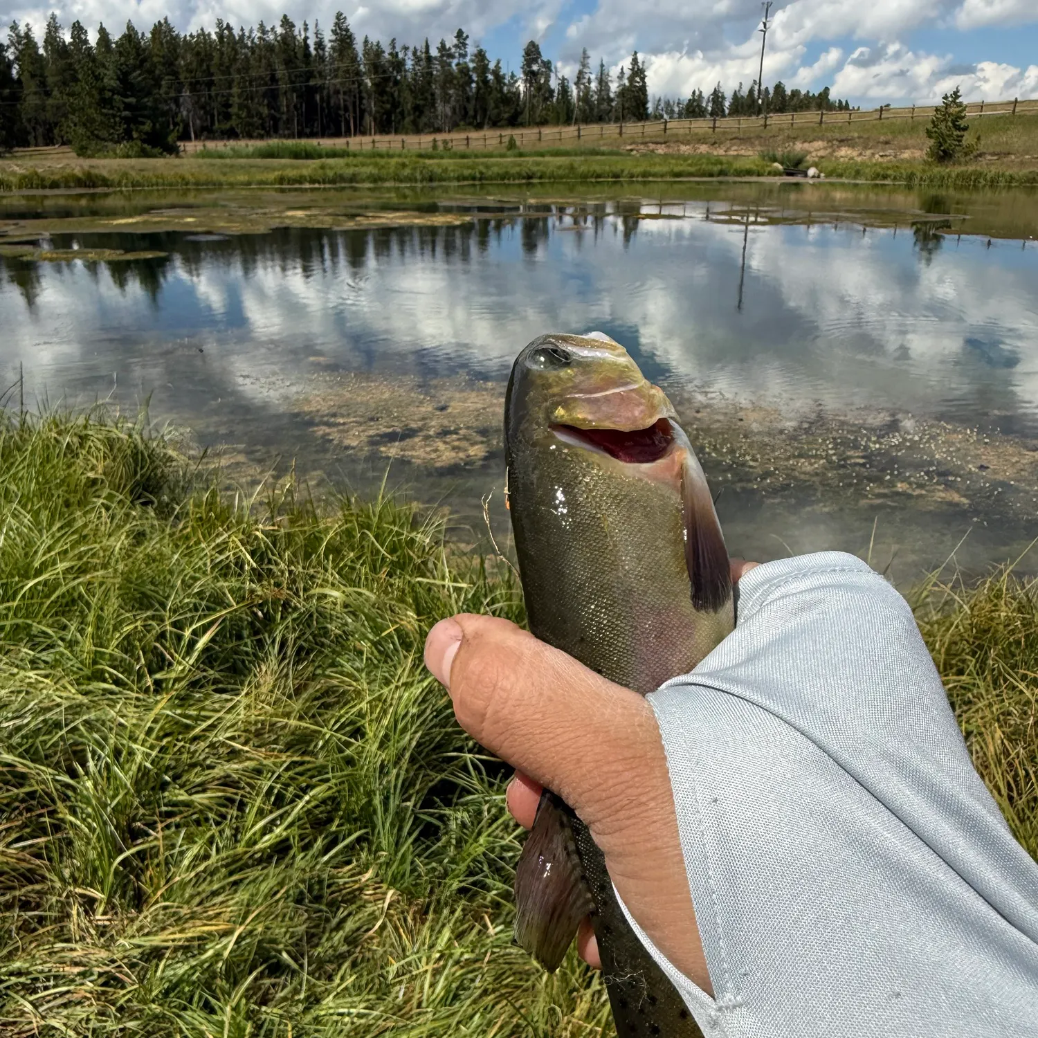 Rainbow trout caught on Fishbrain