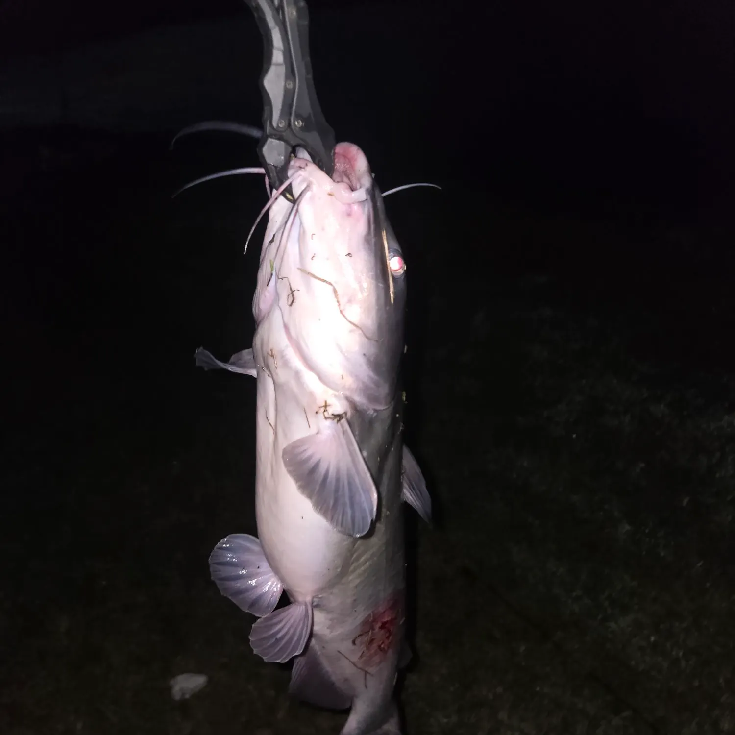 Channel catfish caught on Fishbrain