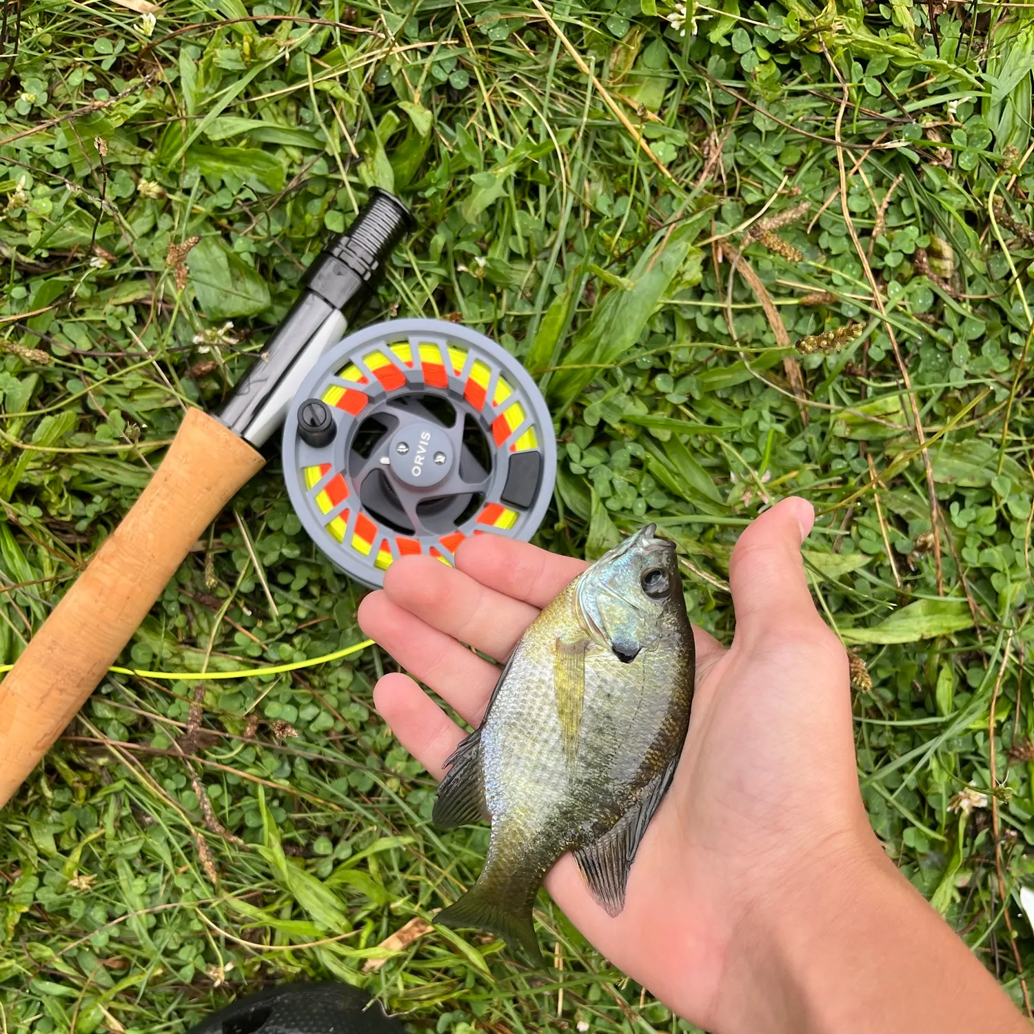 Bluegill caught on Fishbrain