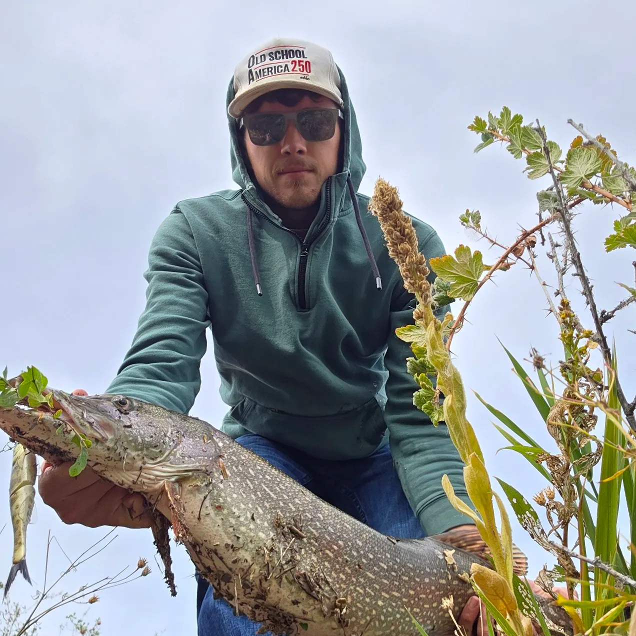 Northern pike caught on Fishbrain