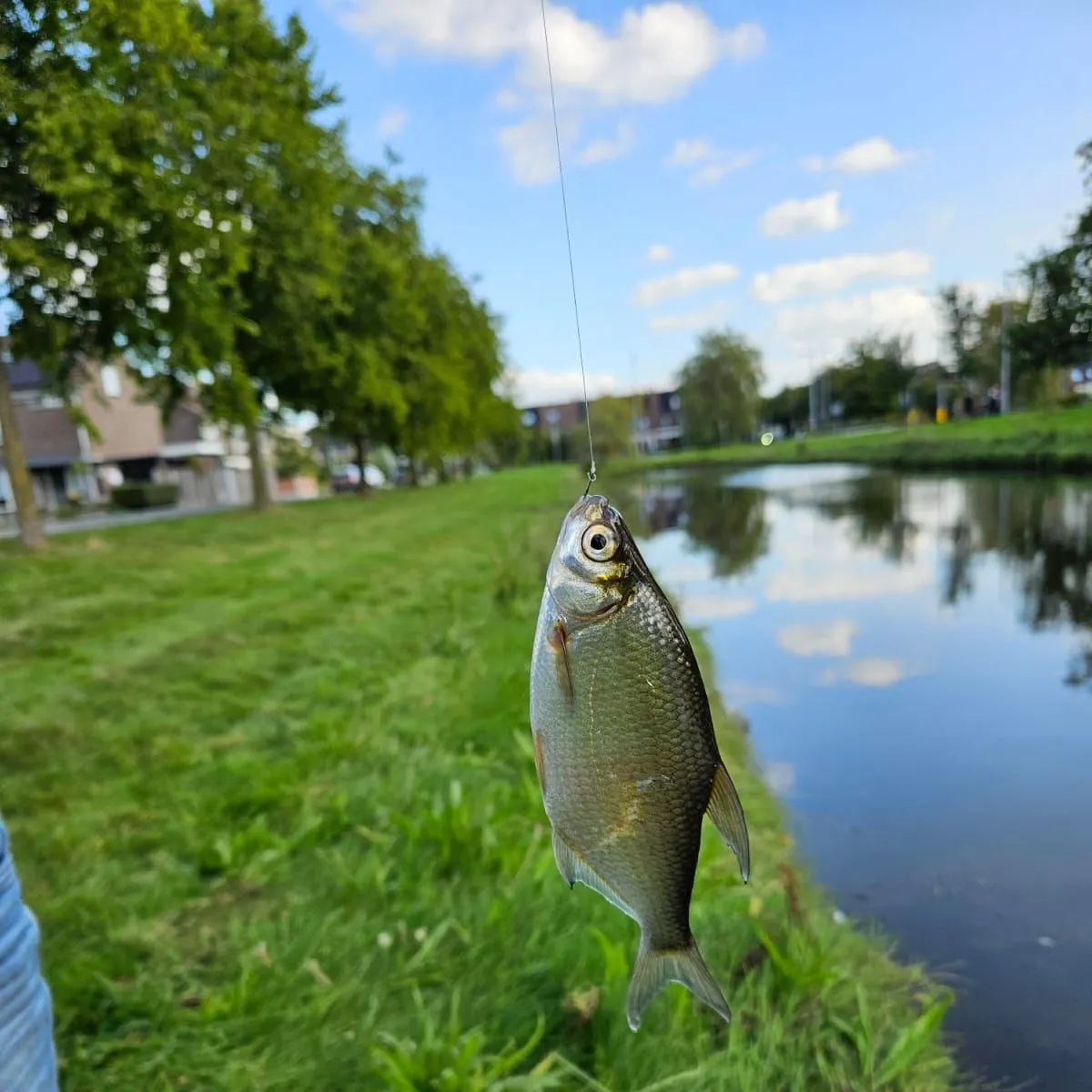 Common bream caught on Fishbrain