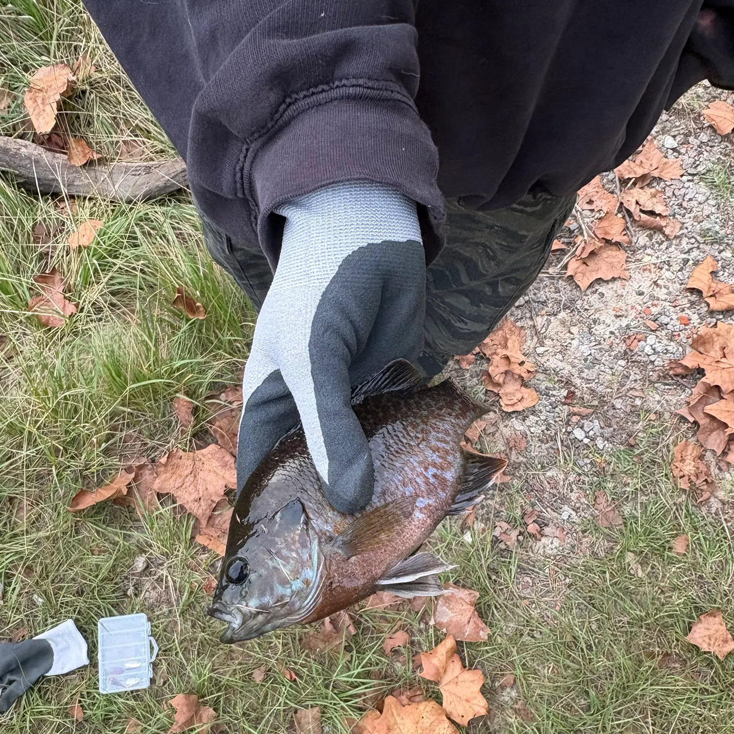 Greengill hybrid caught on Fishbrain