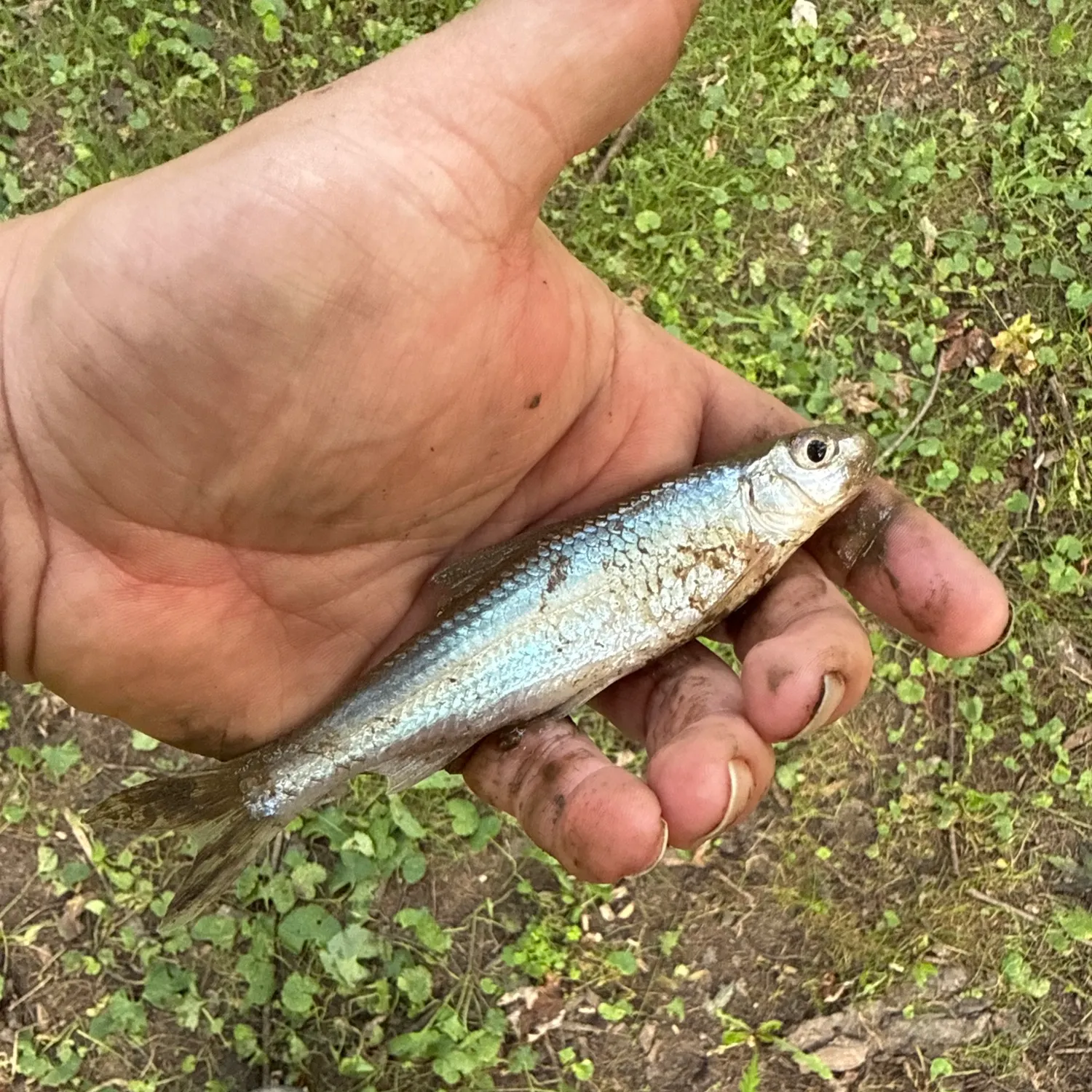 The most recent Silver chub catches on Fishbrain