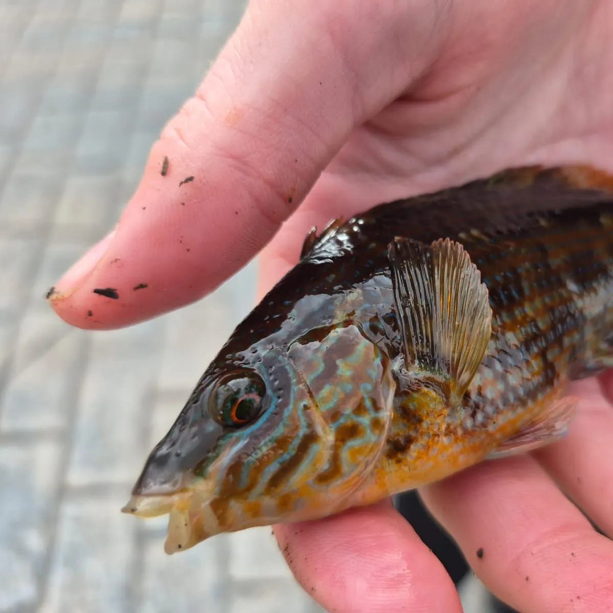 Ballan wrasse caught on Fishbrain