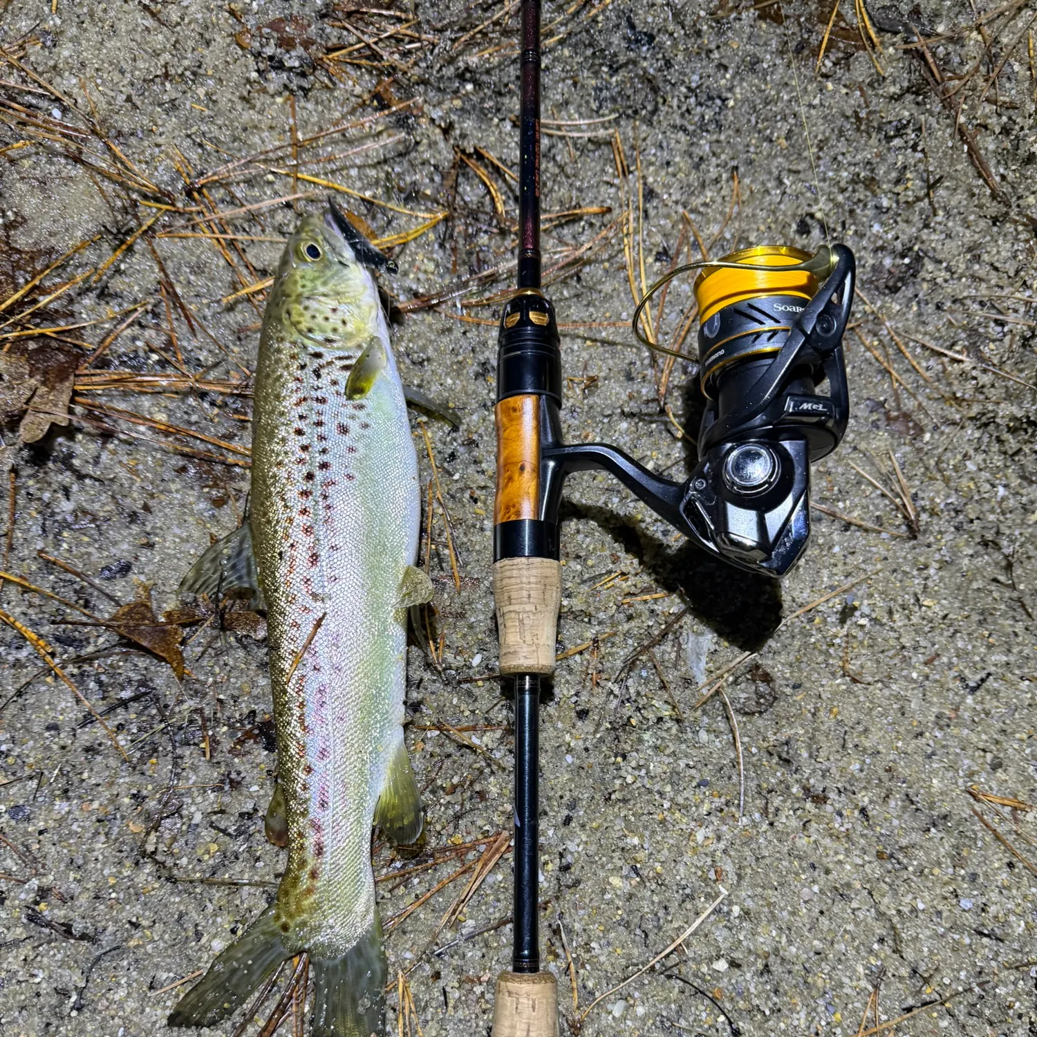 The most recent Brown trout catches on Fishbrain
