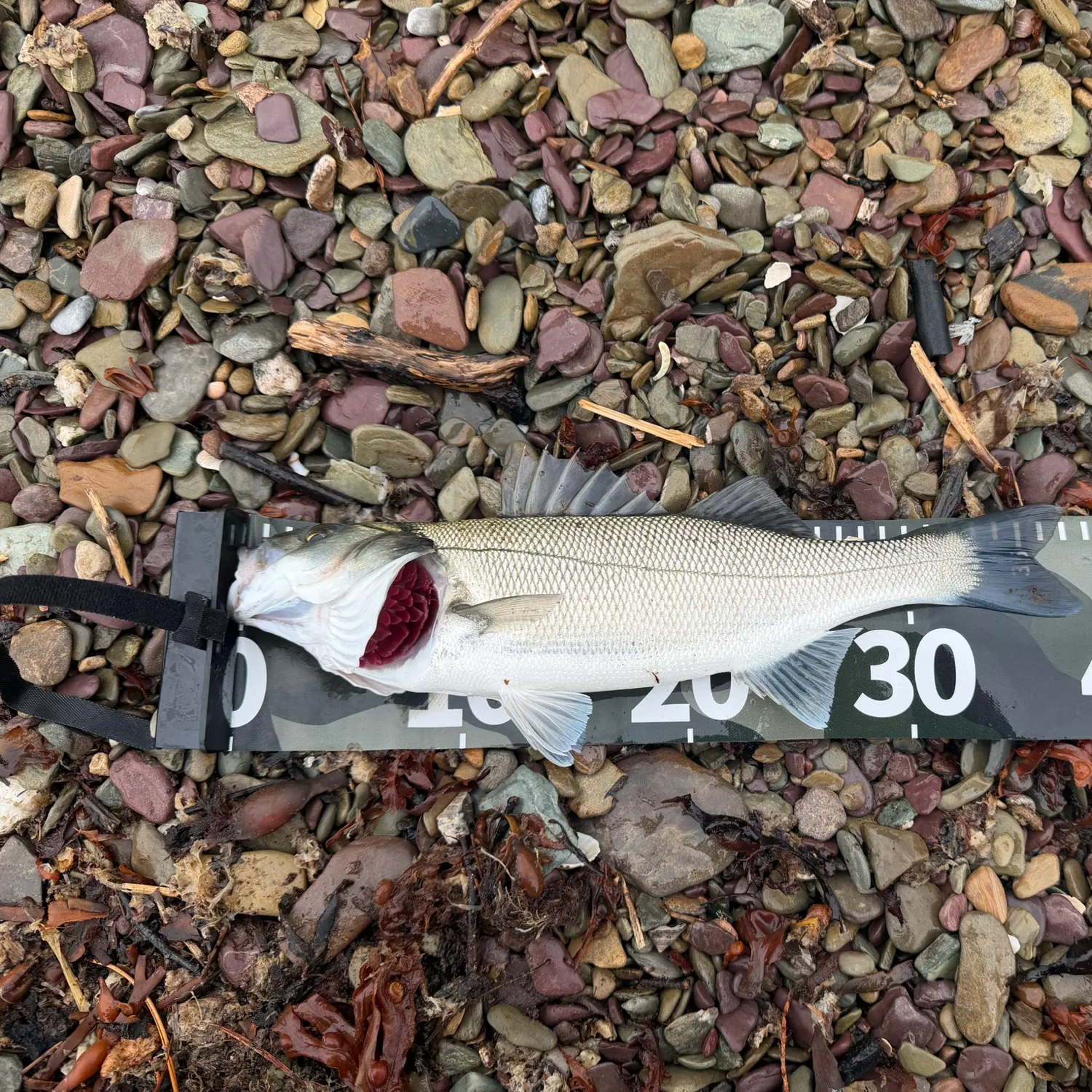 European seabass caught on Fishbrain