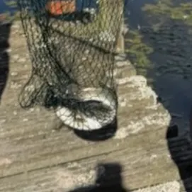 Rainbow trout caught on Fishbrain