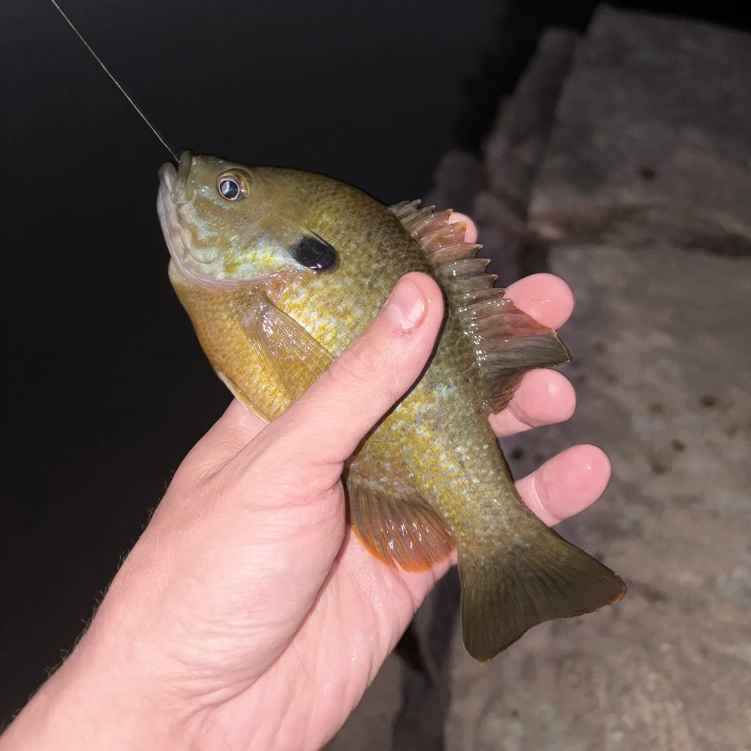 Bluegill caught on Fishbrain