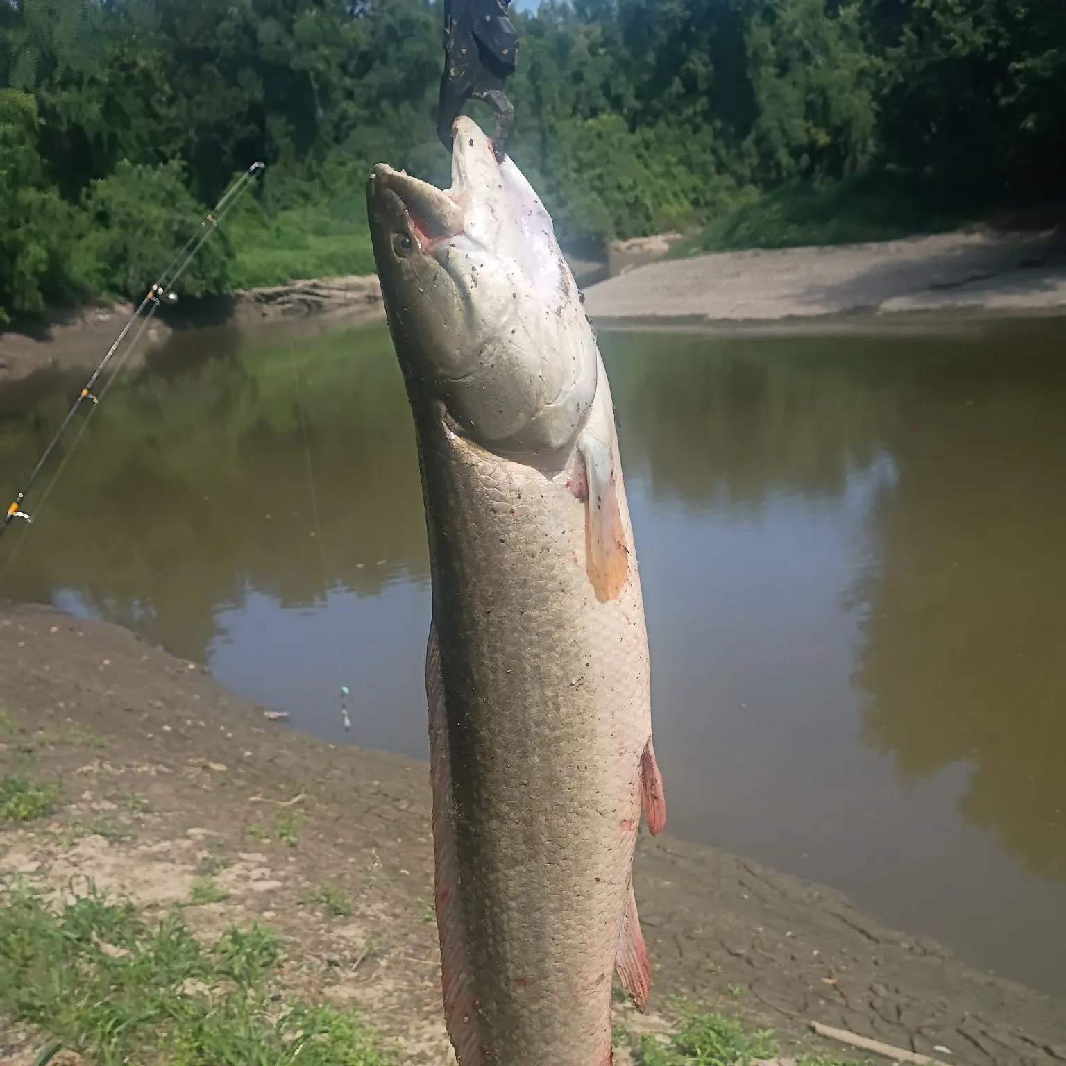Eyetail bowfin caught on Fishbrain