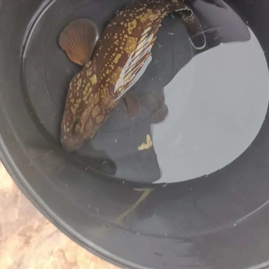Rock hind caught on Fishbrain