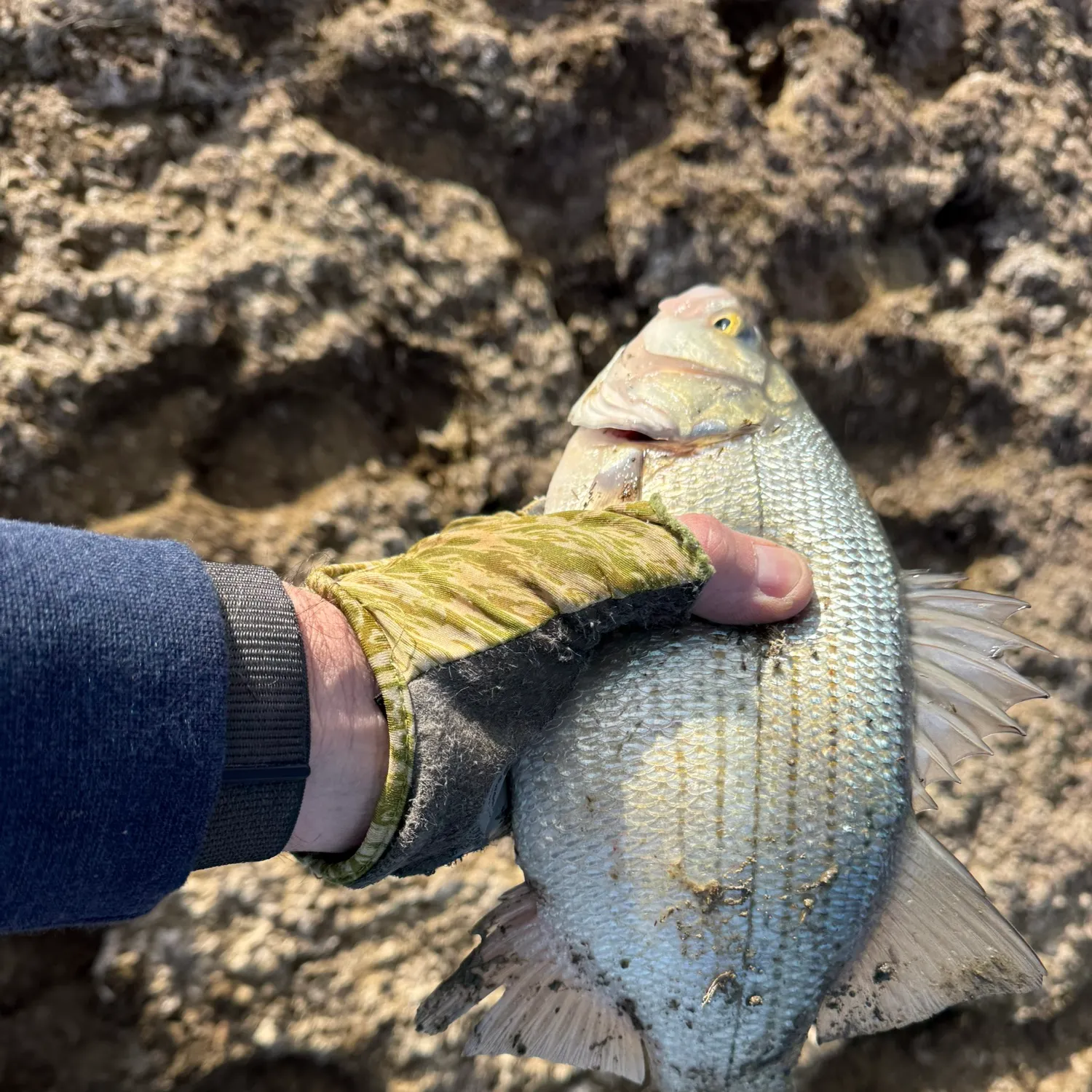 The most recent White bass catches on Fishbrain