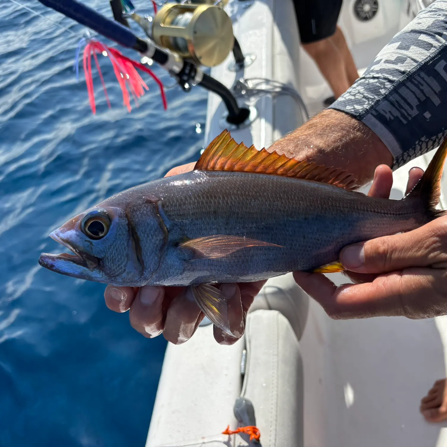 The most recent Small toothed jobfish catches on Fishbrain