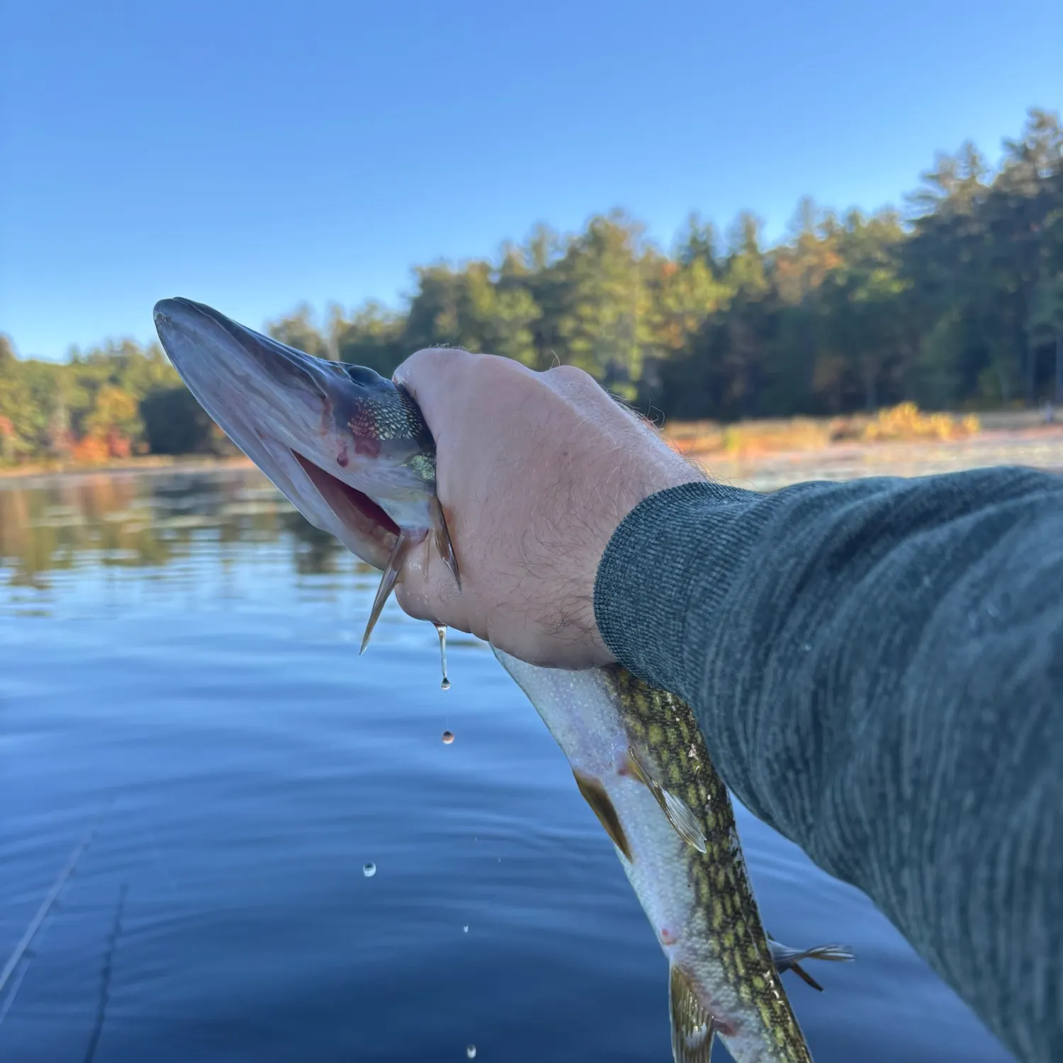 Chain pickerel caught on Fishbrain