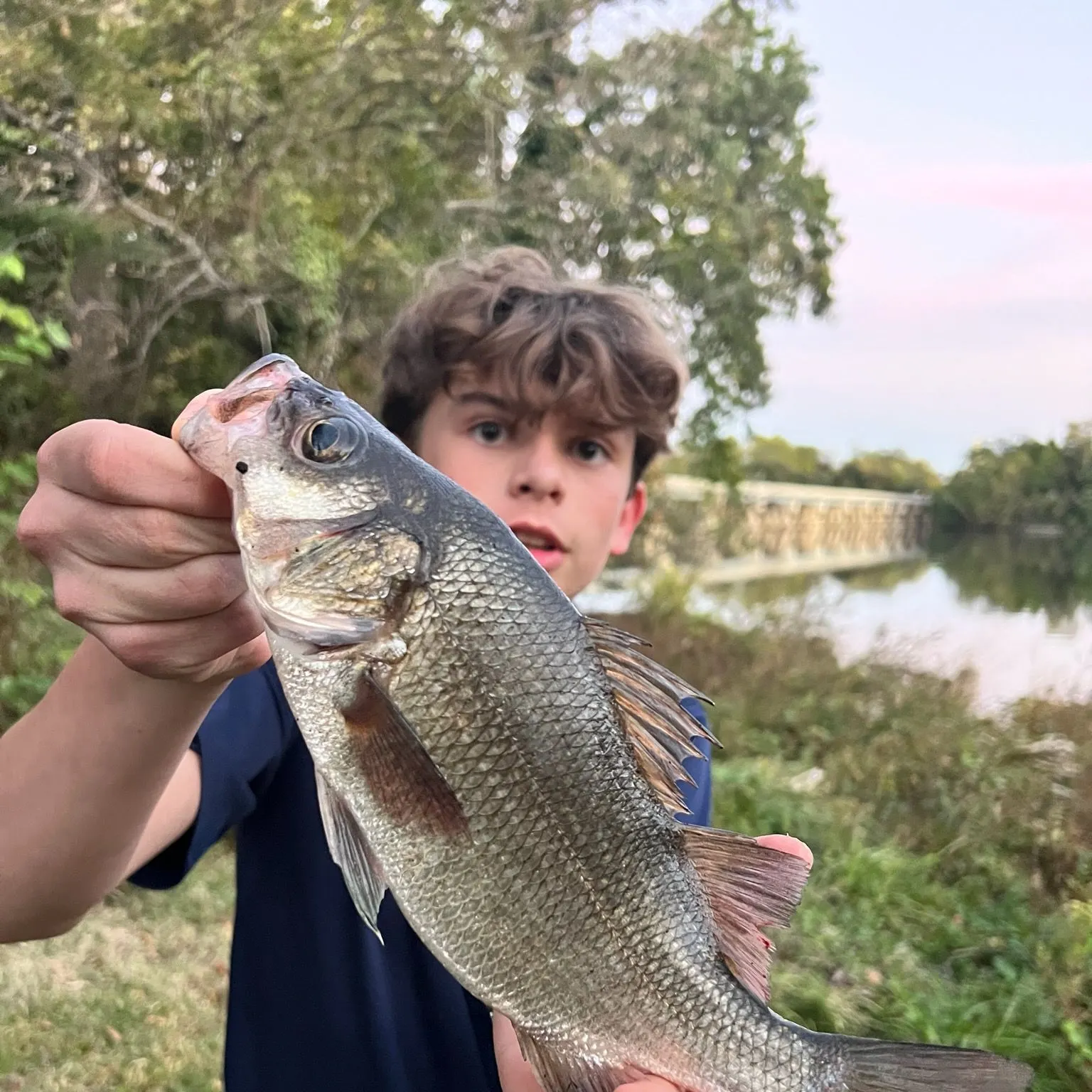 White perch caught on Fishbrain