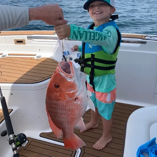 The most recent Northern red snapper catches on Fishbrain