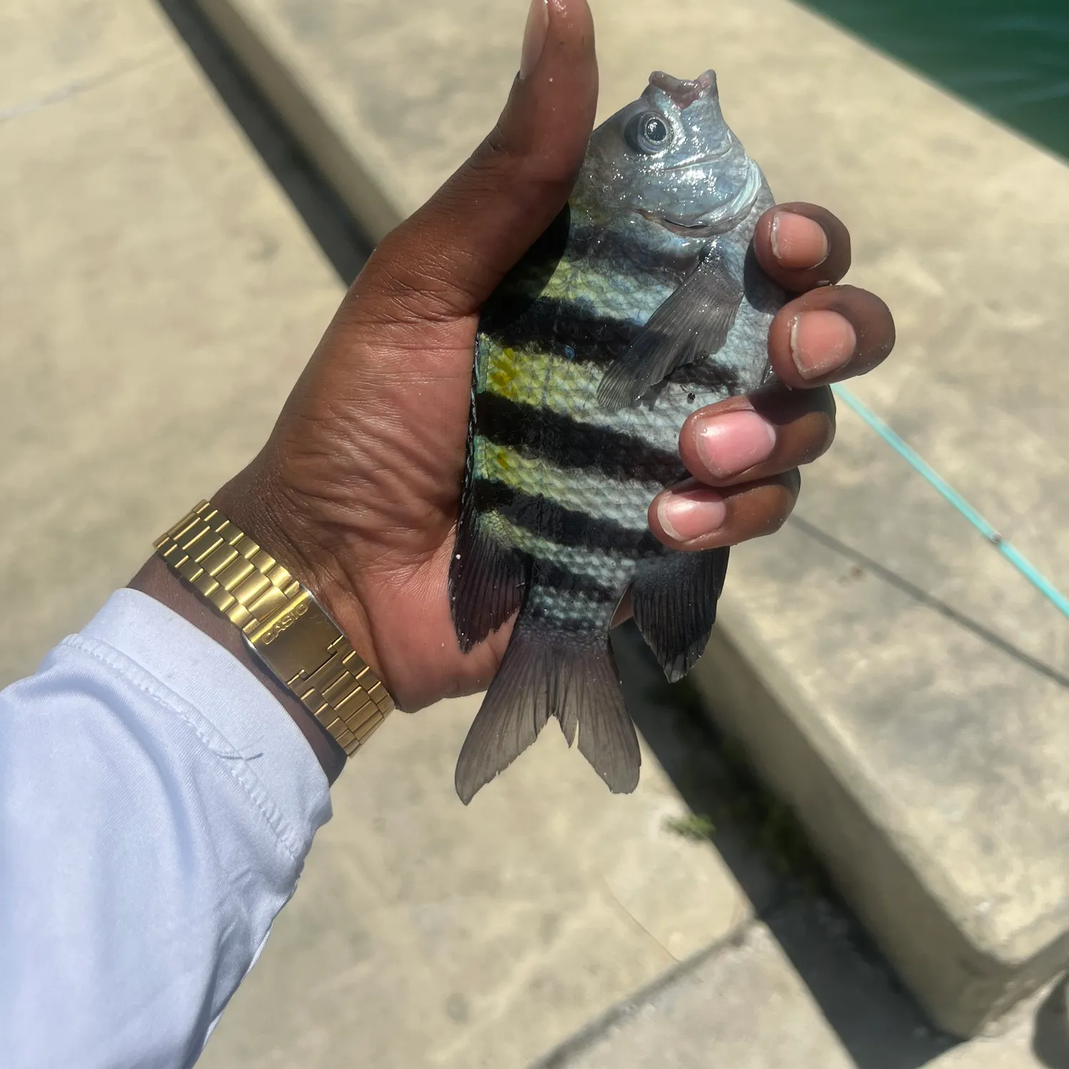 The most recent Sergeant-major catches on Fishbrain
