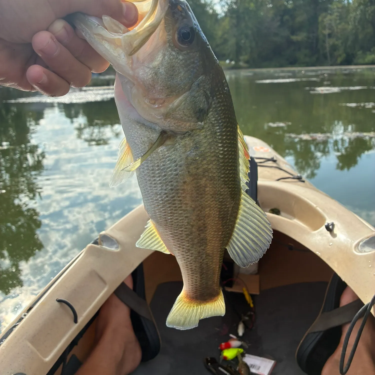 Largemouth bass caught on Fishbrain