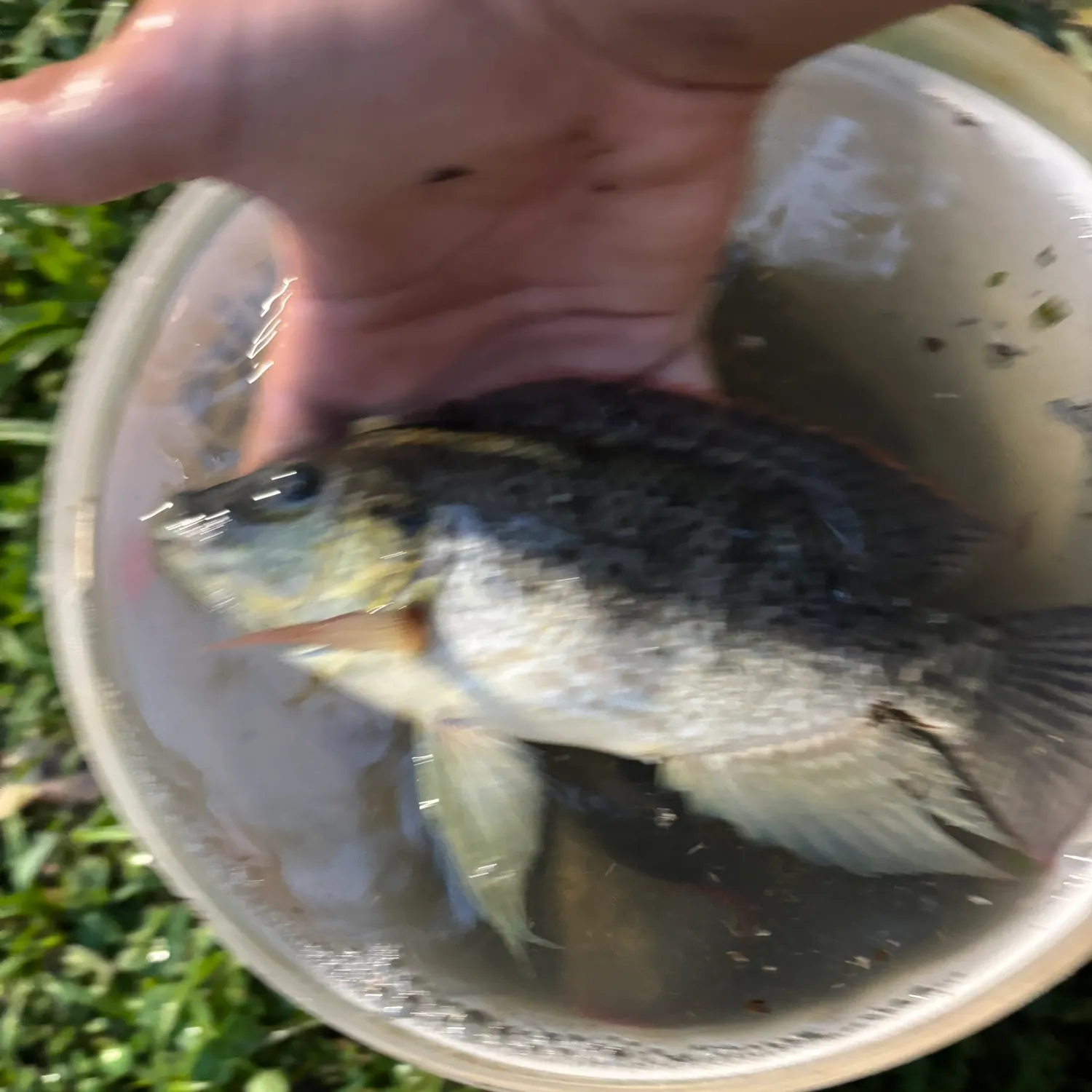 The most recent Mozambique tilapia catches on Fishbrain
