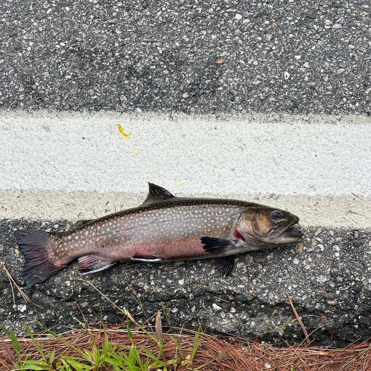 The most recent Brook trout catches on Fishbrain
