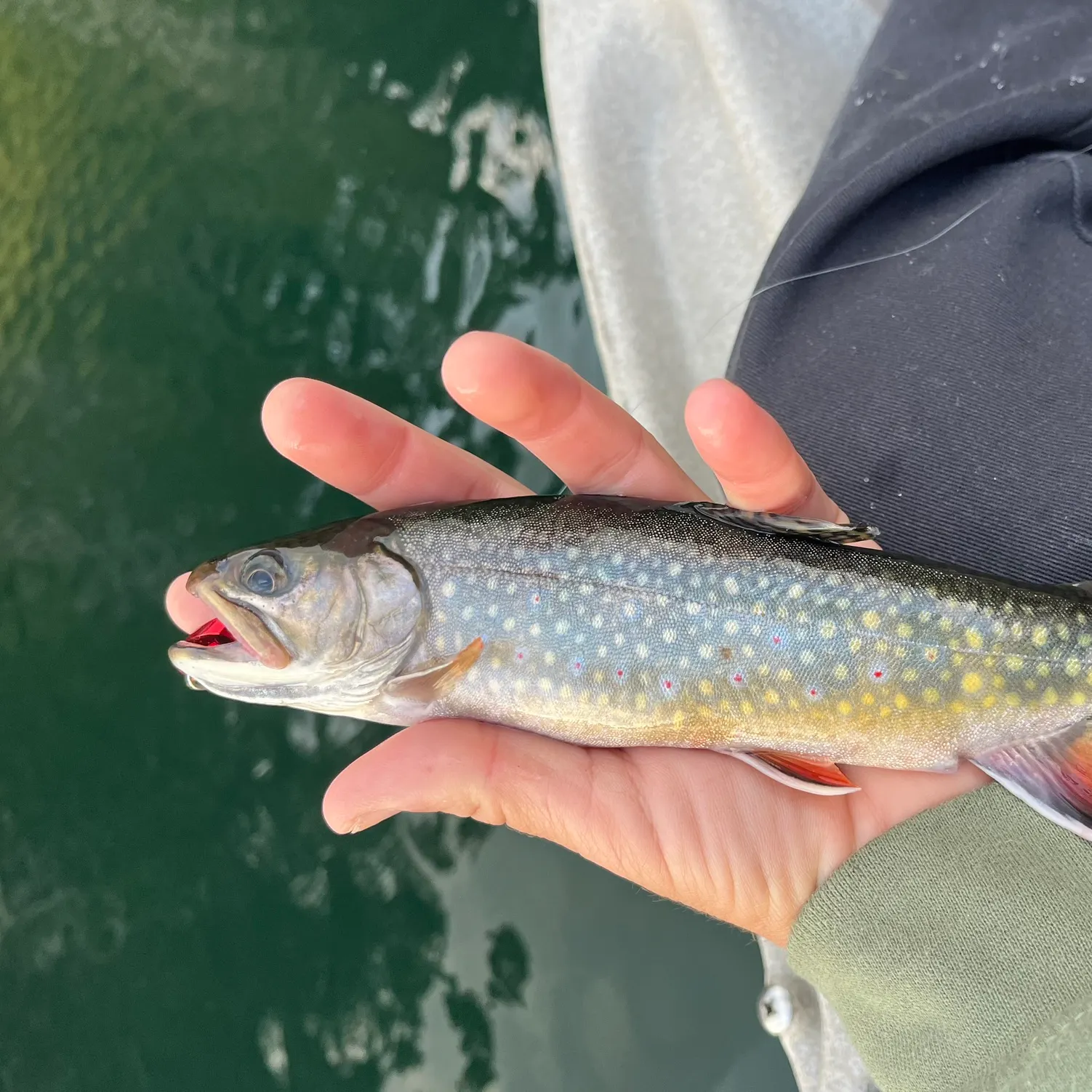Brook trout caught on Fishbrain