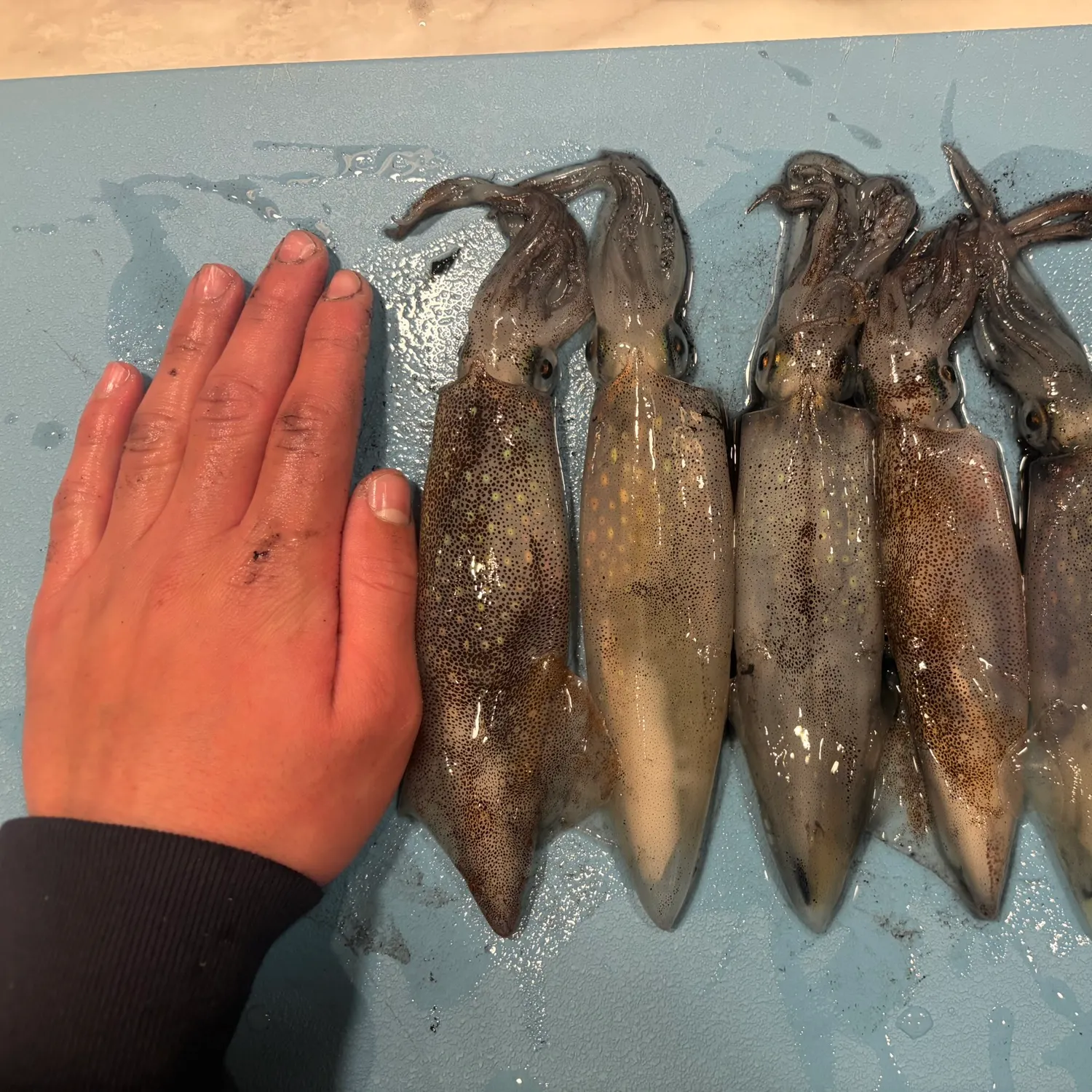 The most recent Gould's squid catches on Fishbrain