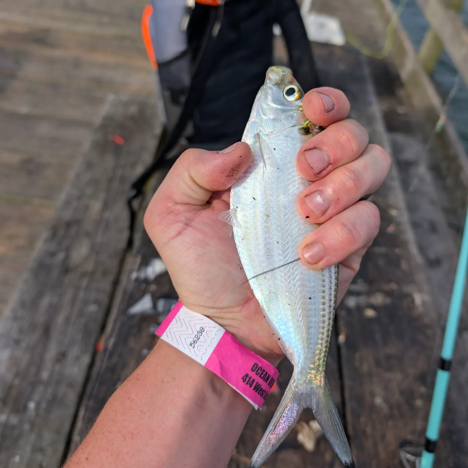The most recent Atlantic thread herring catches on Fishbrain