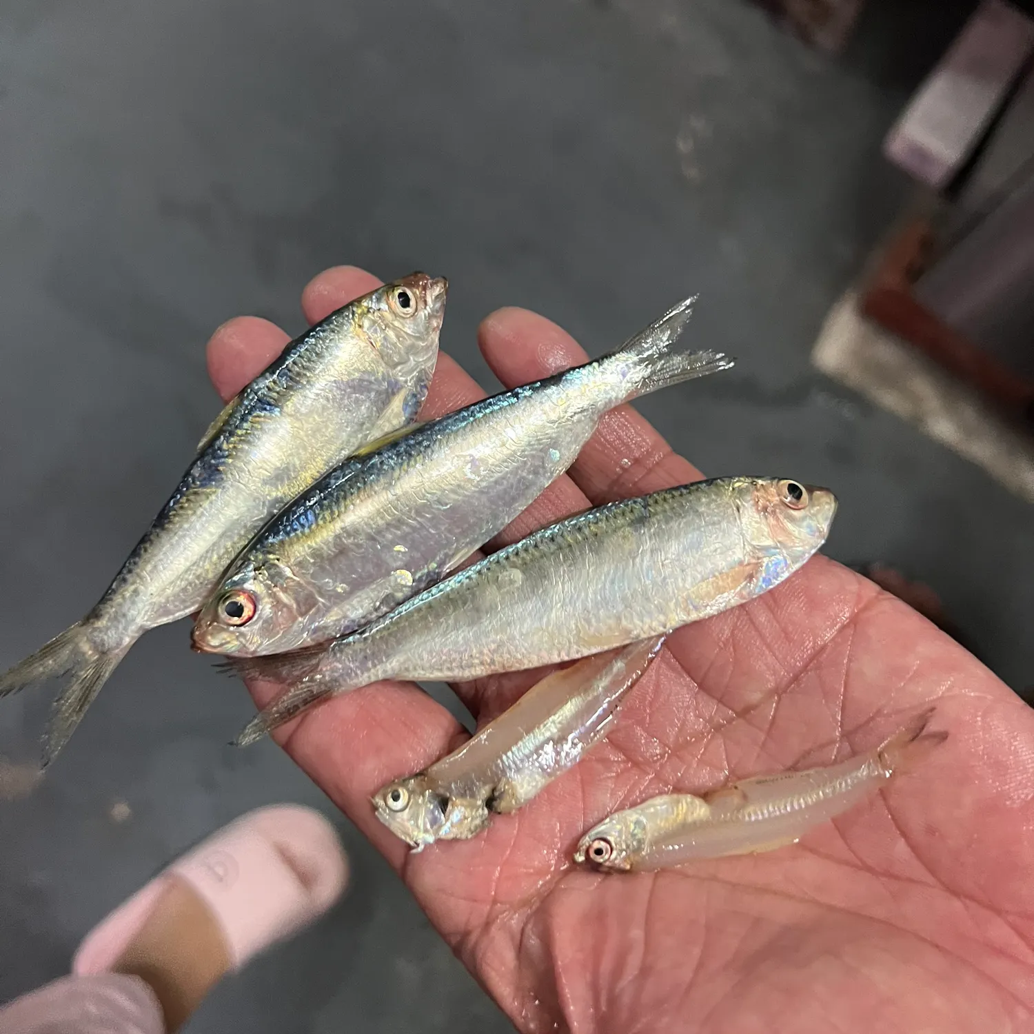 The most popular recent White sardinella catch on Fishbrain