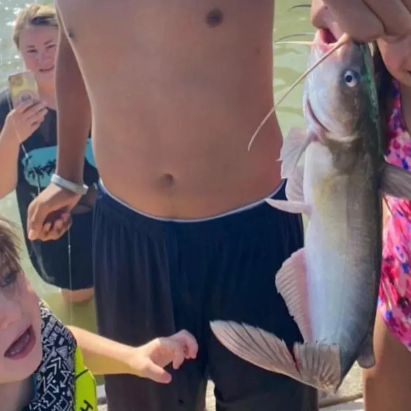 Channel catfish caught on Fishbrain