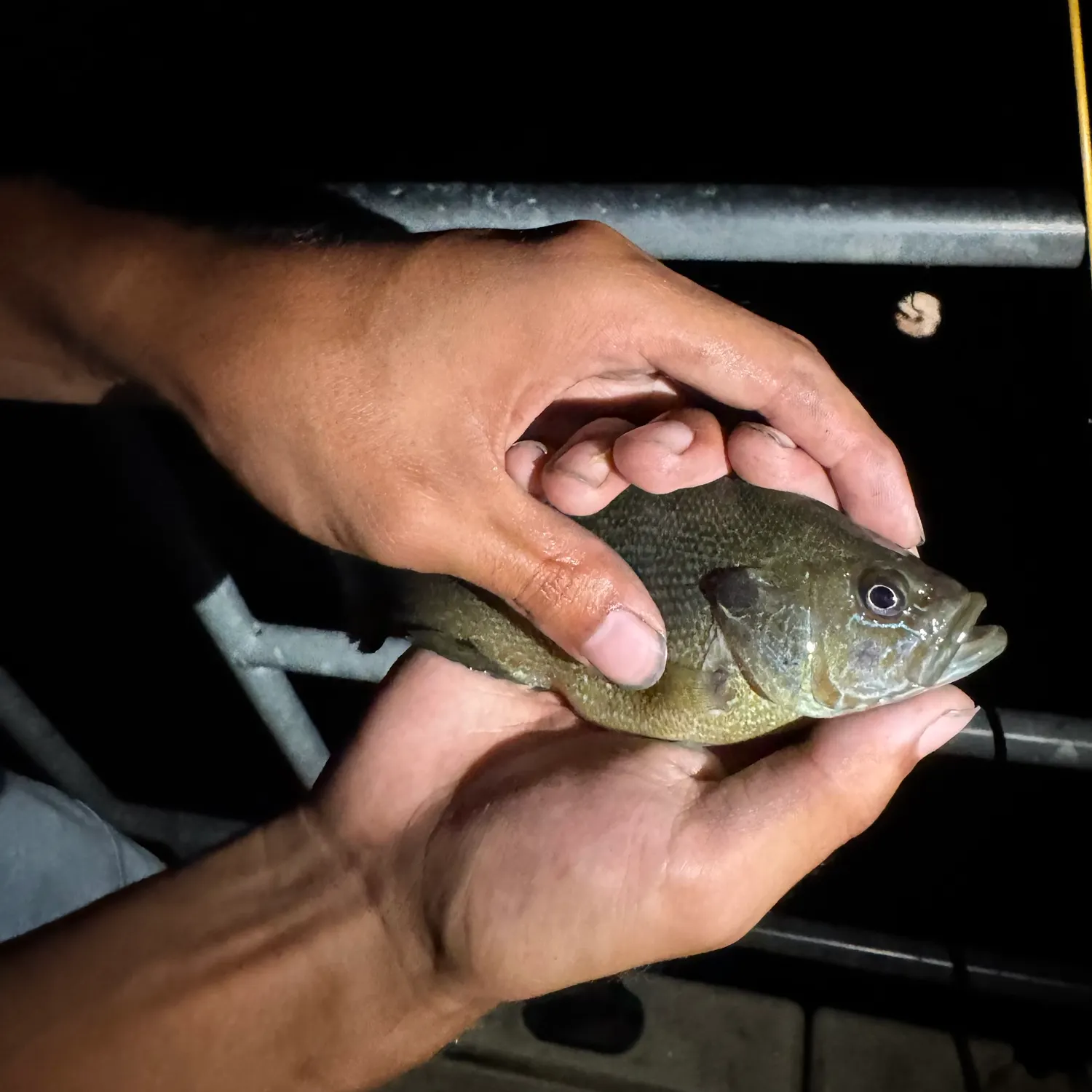 Green sunfish caught on Fishbrain
