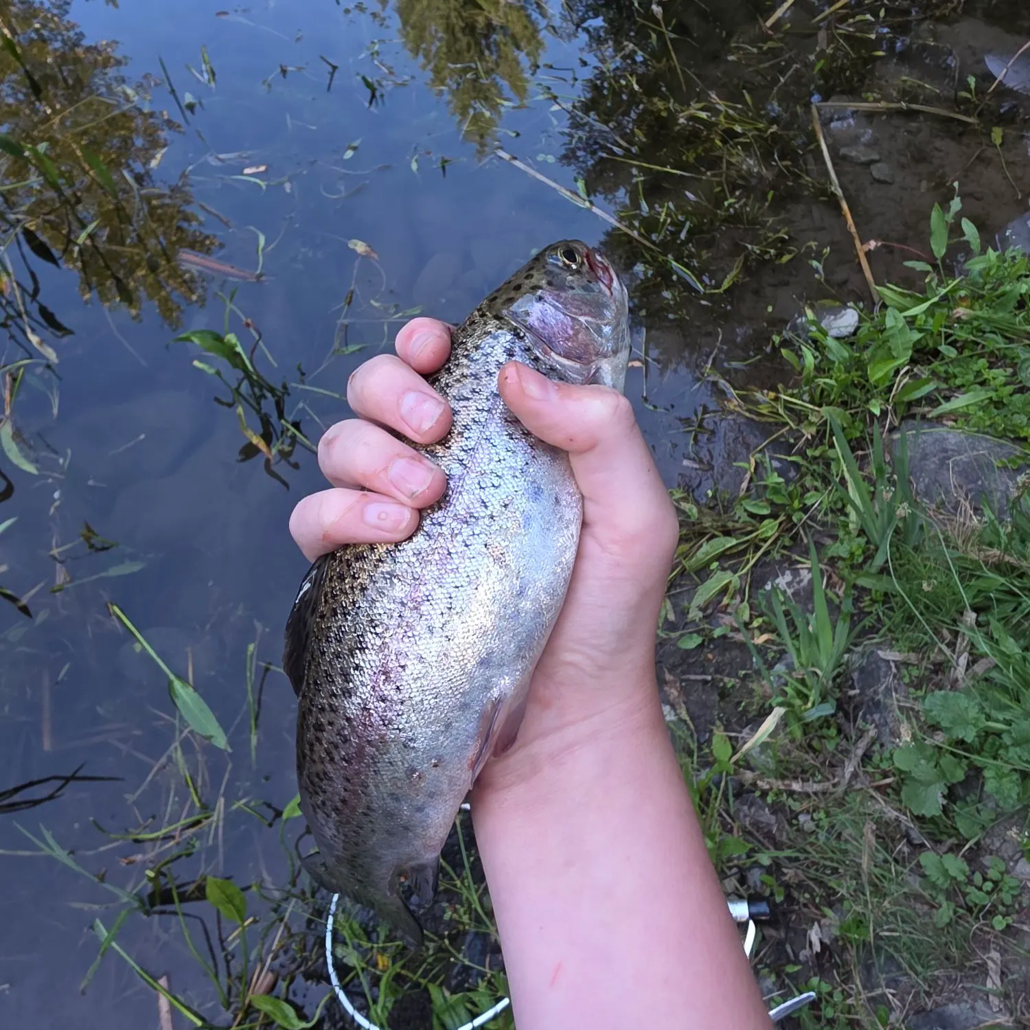 Rainbow trout caught on Fishbrain