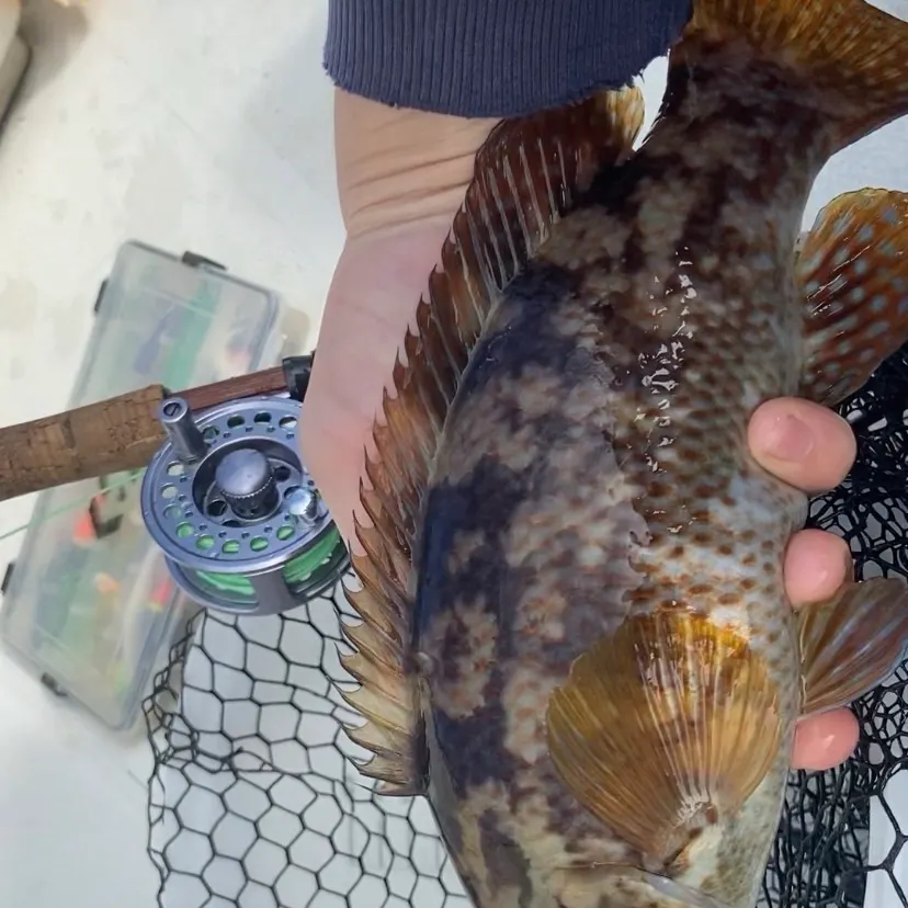 Ballan wrasse caught on Fishbrain