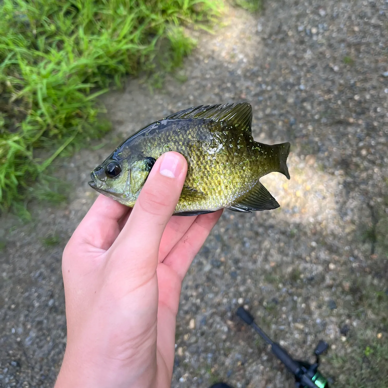 Bluegill caught on Fishbrain