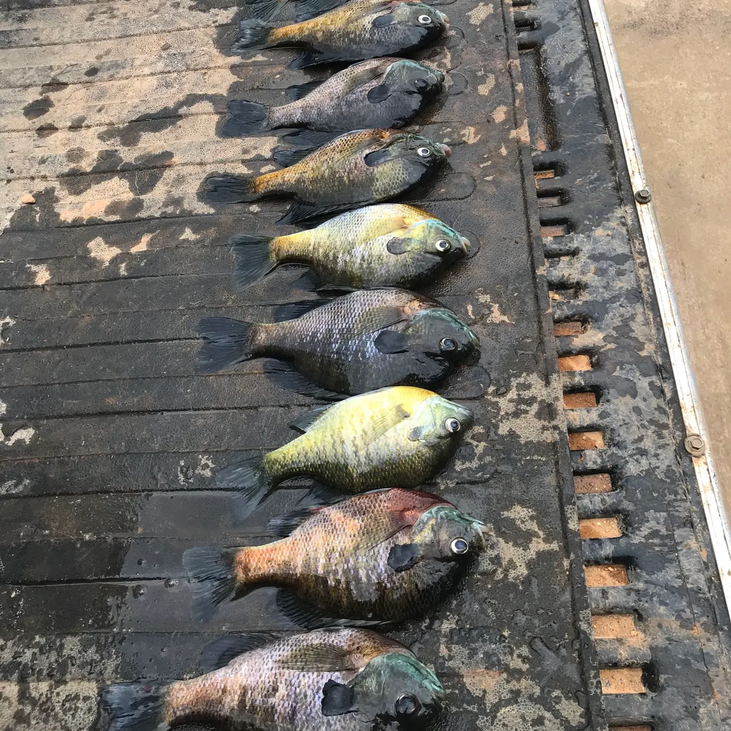 recently logged catches