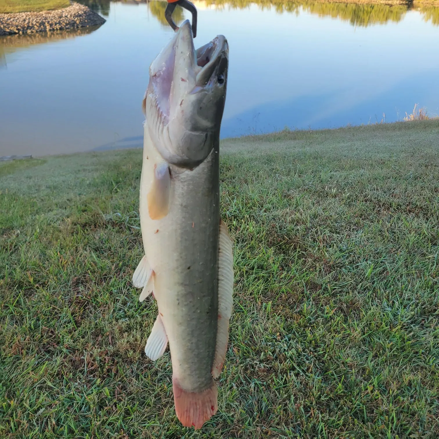 Eyetail bowfin caught on Fishbrain