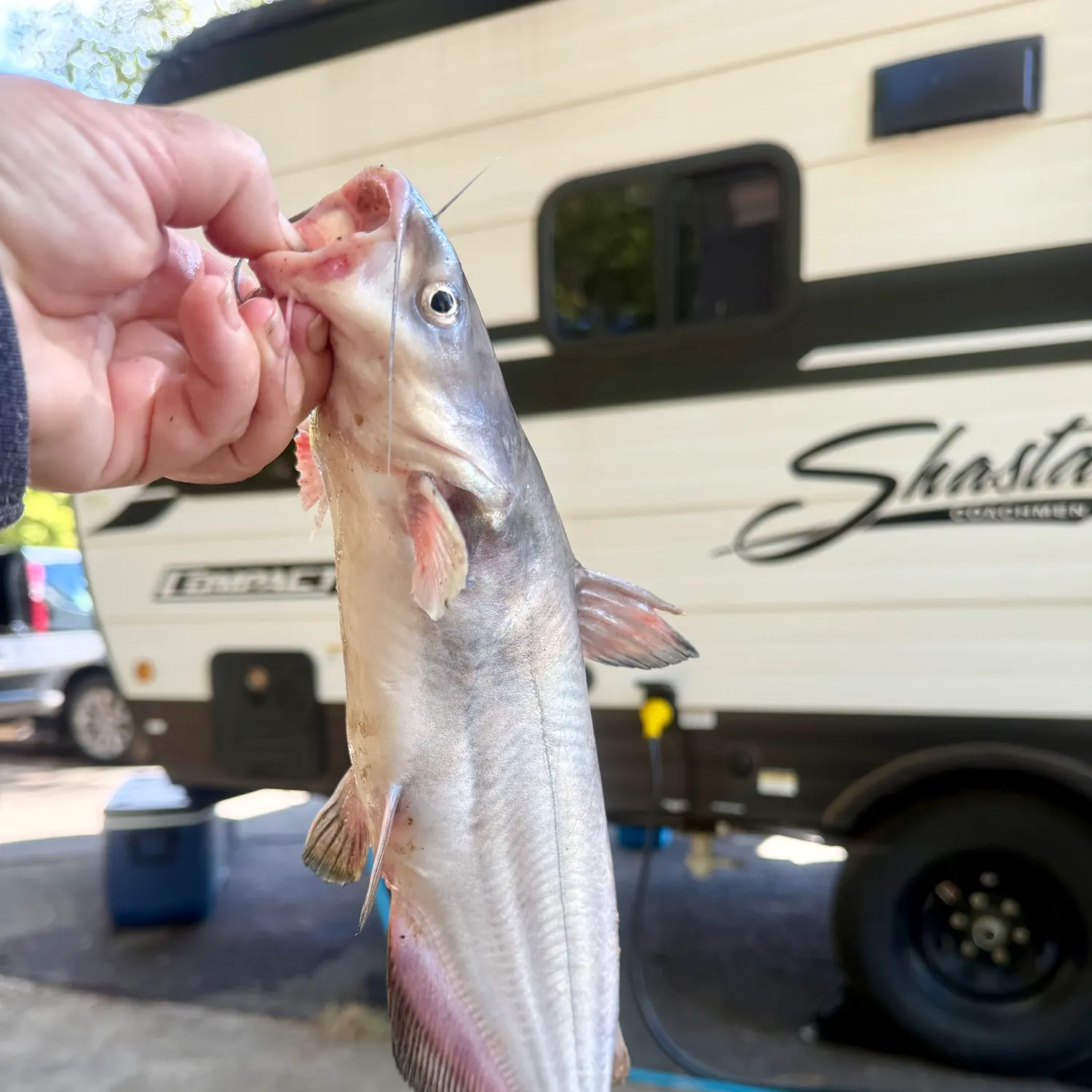 Blue catfish caught on Fishbrain