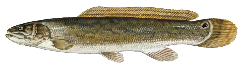 Bowfin