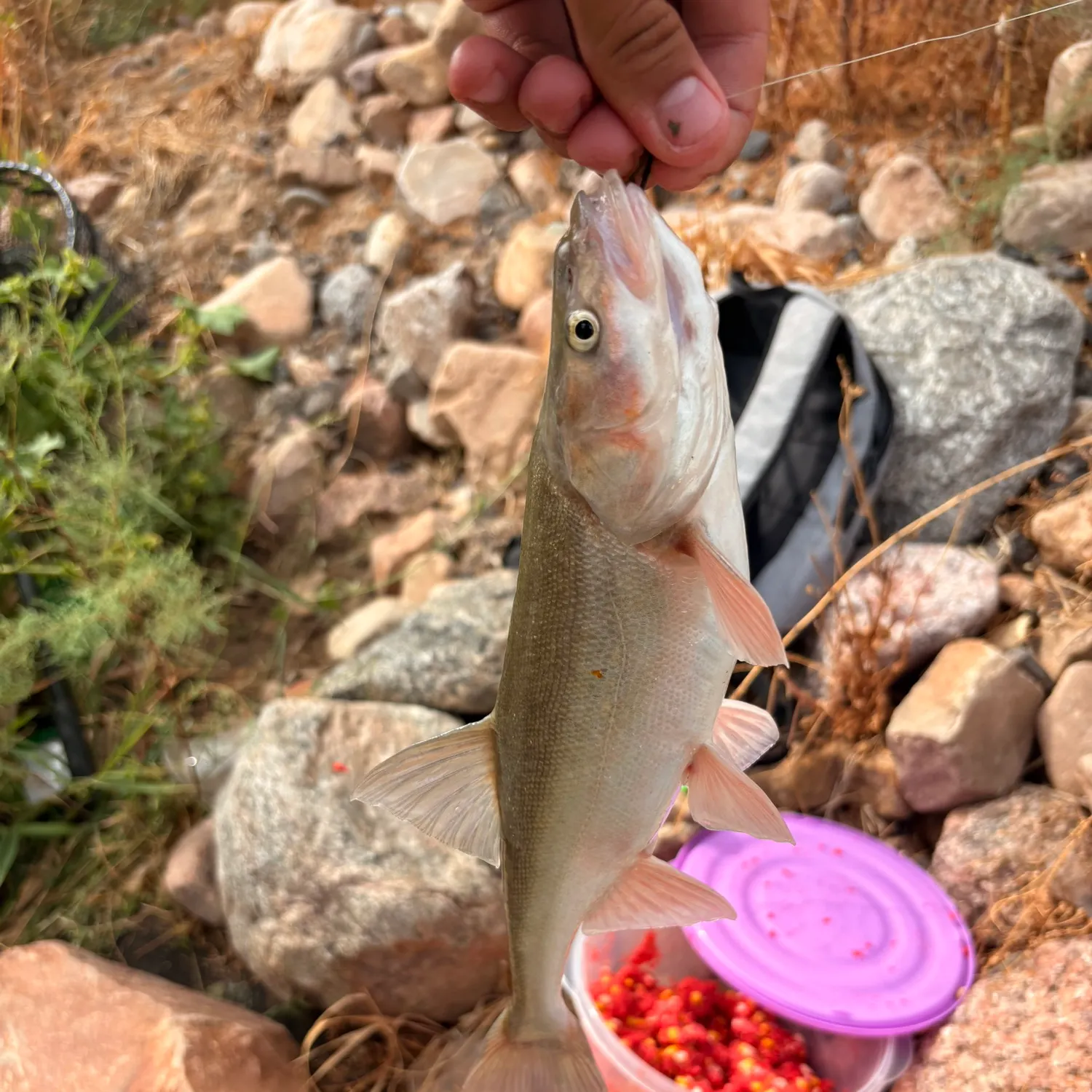 catch