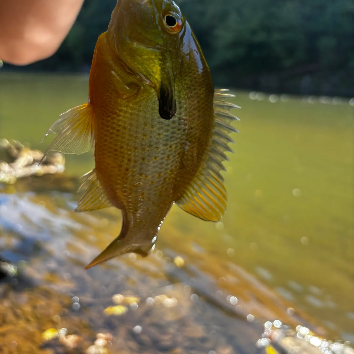 Redbreast sunfish caught on Fishbrain
