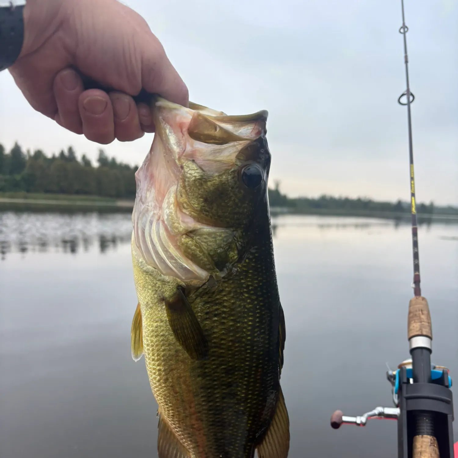 Largemouth bass caught on Fishbrain