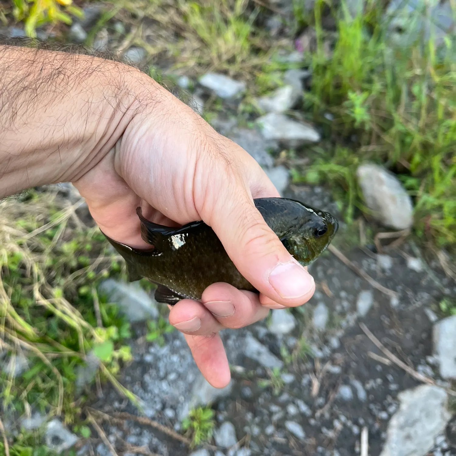 Bluegill caught on Fishbrain